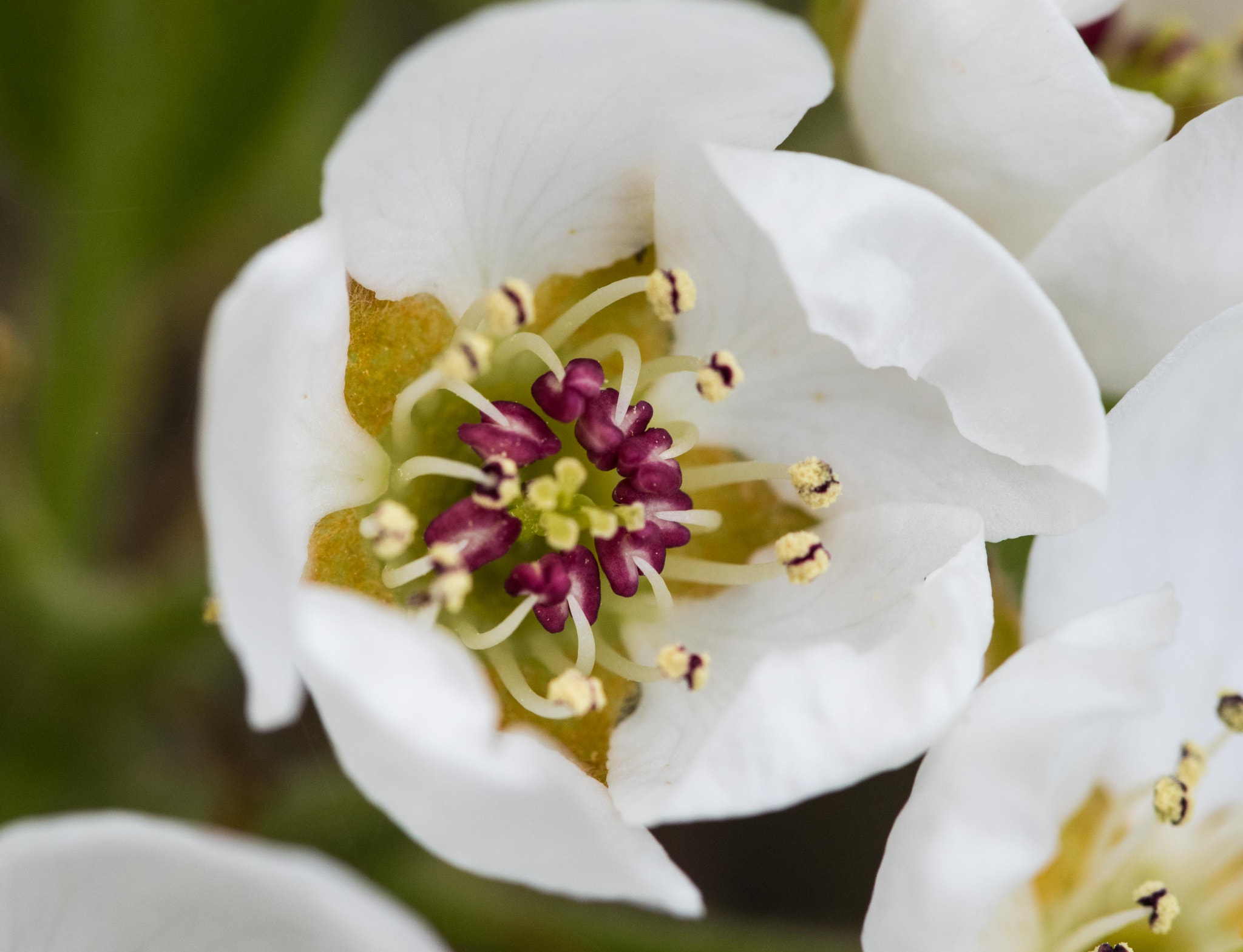 Nikon D750 + Tokina AT-X Pro 100mm F2.8 Macro sample photo. Pear blossom photography