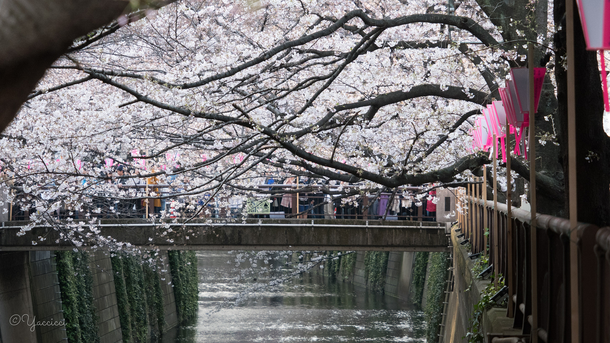 Panasonic Lumix DMC-GM5 sample photo. Sakura matsuri photography