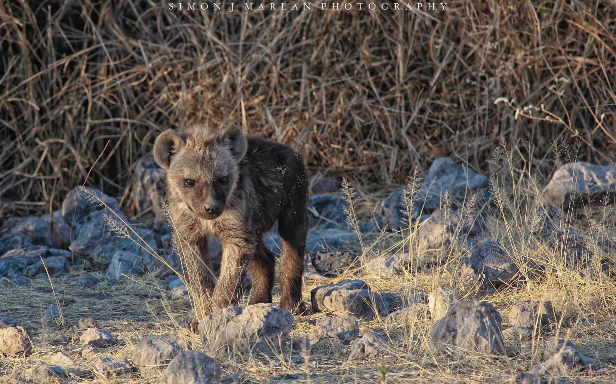 Canon EOS 5D Mark II + Canon EF 100-400mm F4.5-5.6L IS USM sample photo. Tiny ii photography