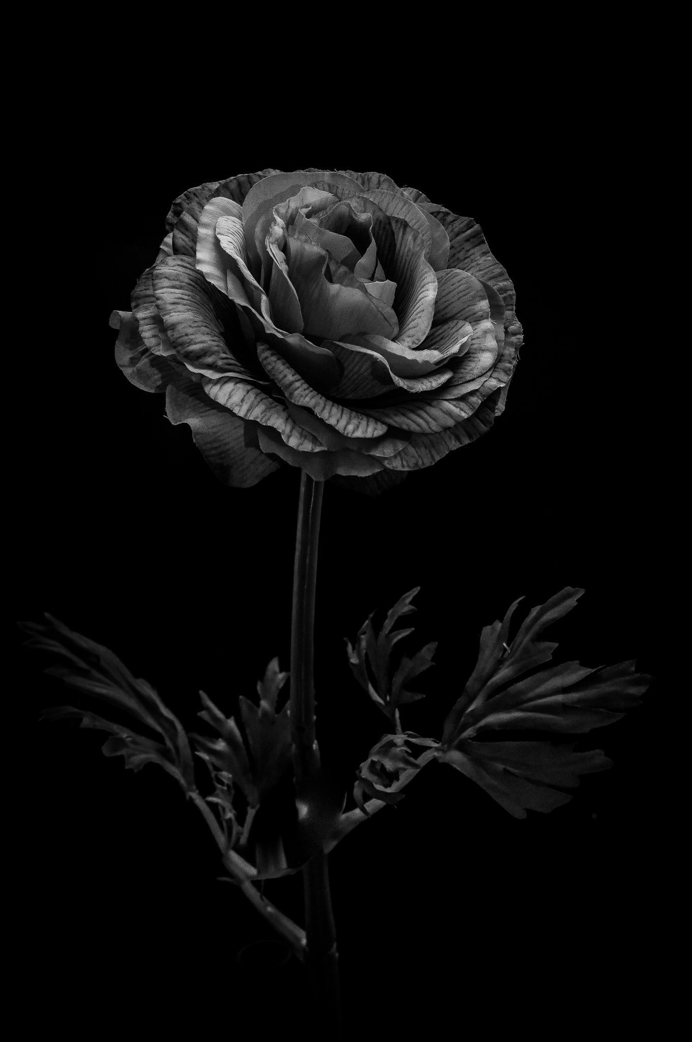 Nikon D5000 sample photo. A lonely rose (b&w) photography