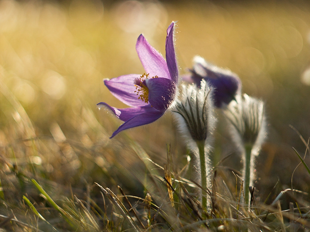Canon EF 35-80mm f/4-5.6 sample photo. Pulsatilla slavica photography