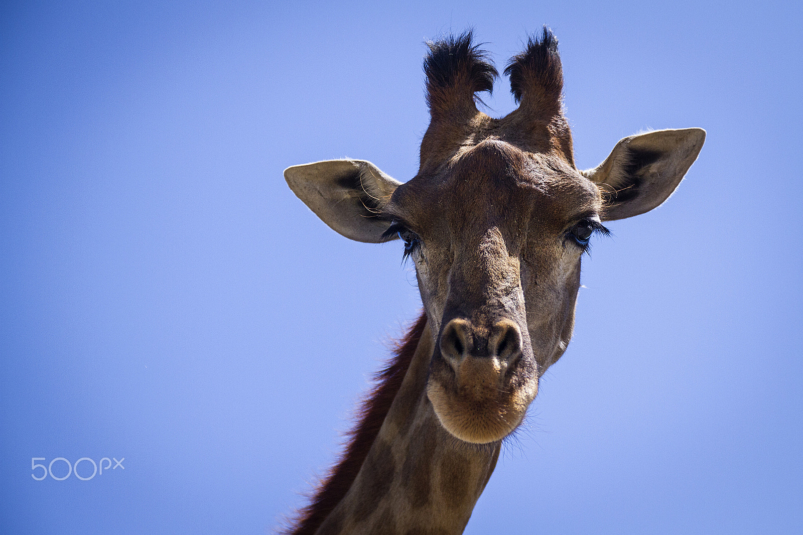 Canon EOS 7D + Sigma 18-50mm f/2.8 Macro sample photo. Juanita photography