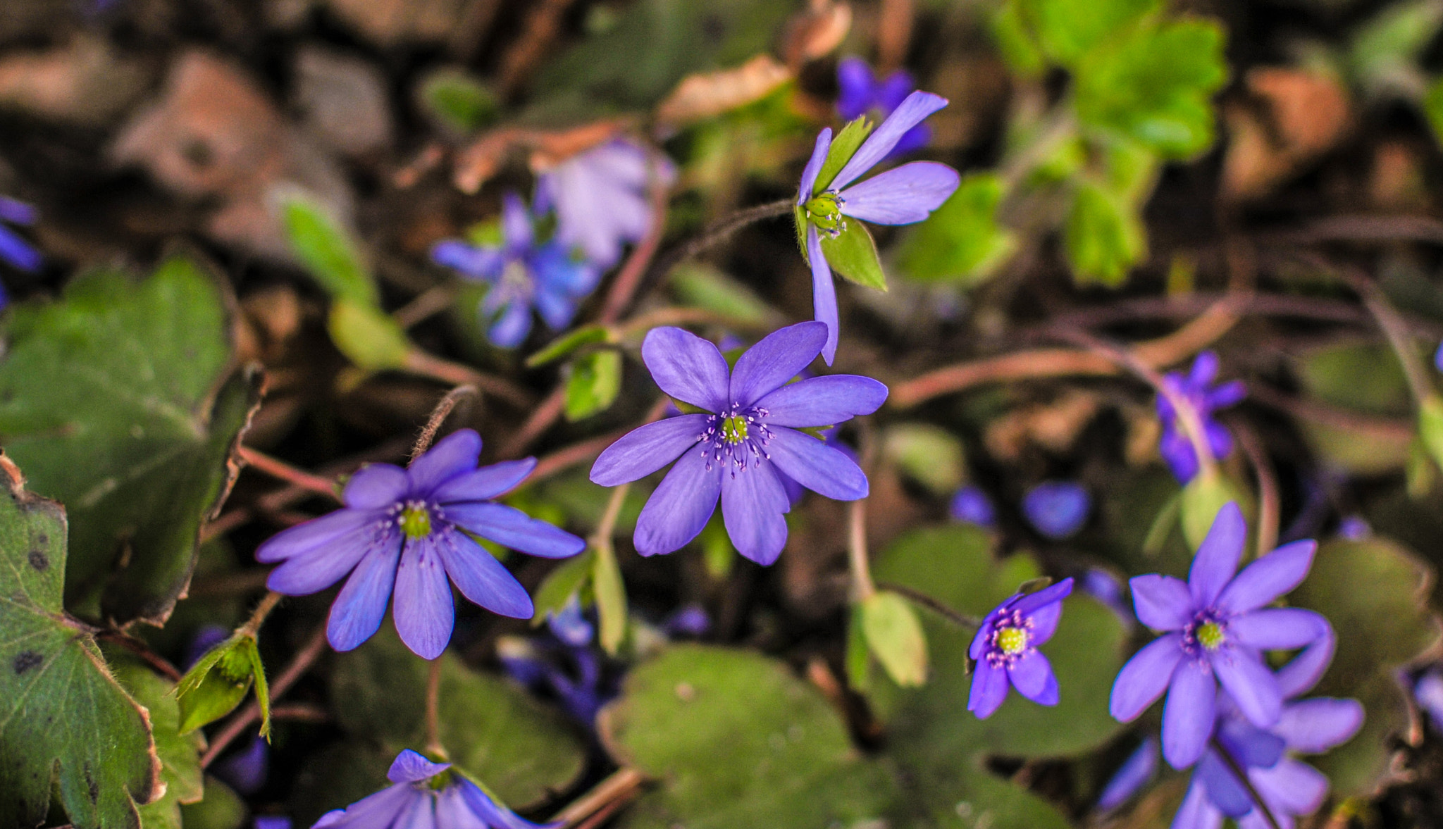 Nikon AF-S DX Nikkor 35mm F1.8G sample photo. Hepatica transsilvanica photography