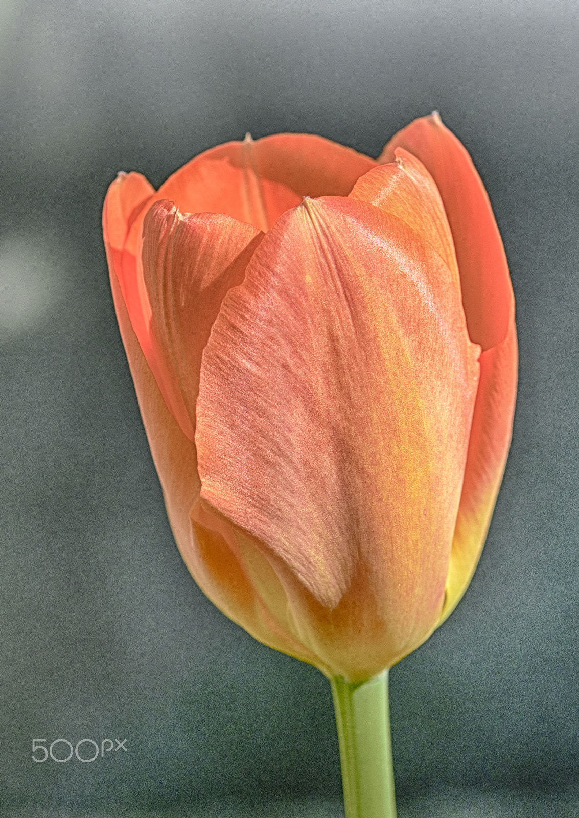 Sigma 105mm F2.8 EX DG OS HSM sample photo. Tulip photography