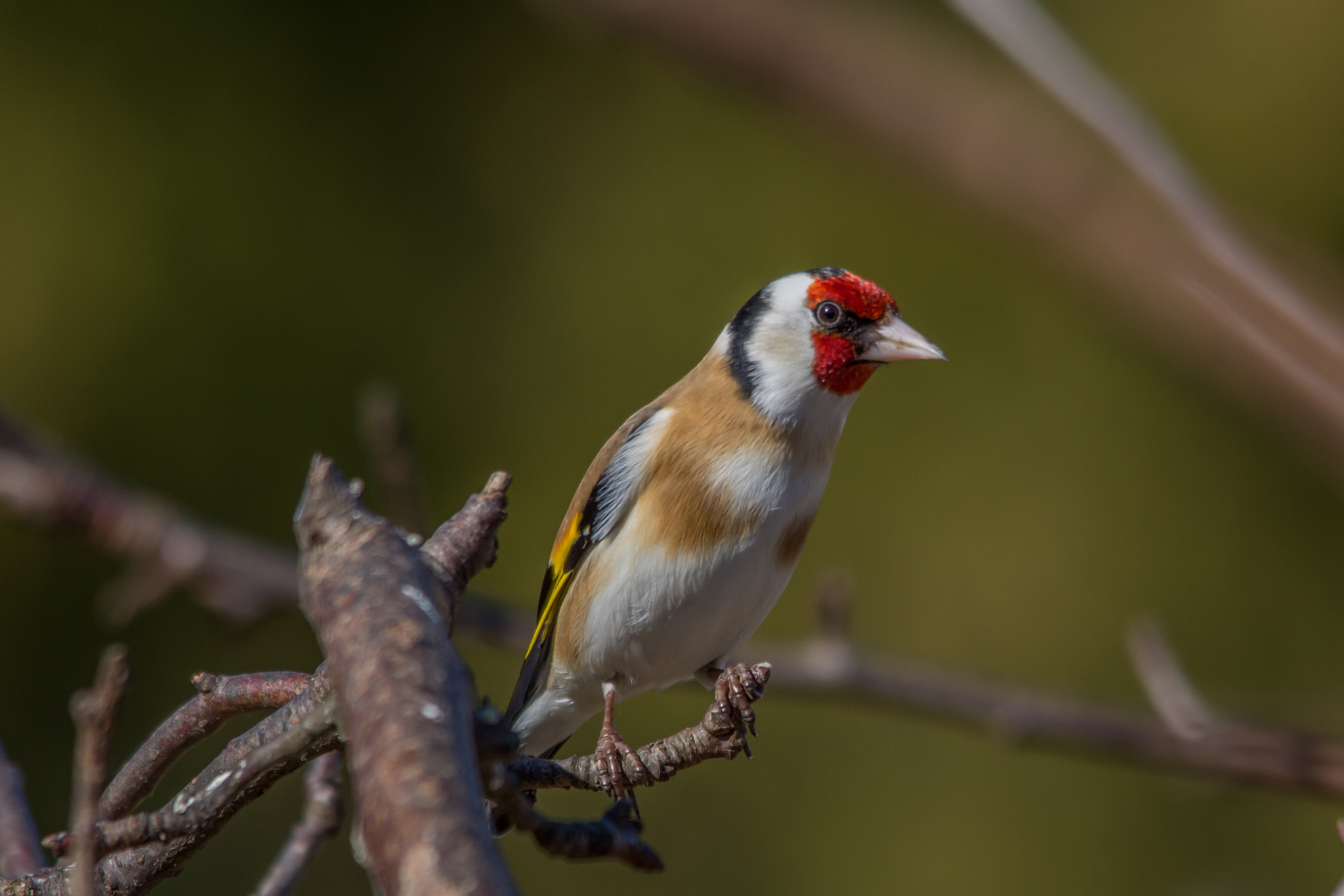 Sigma 150-500mm F5-6.3 DG OS HSM sample photo. European goldfinch photography