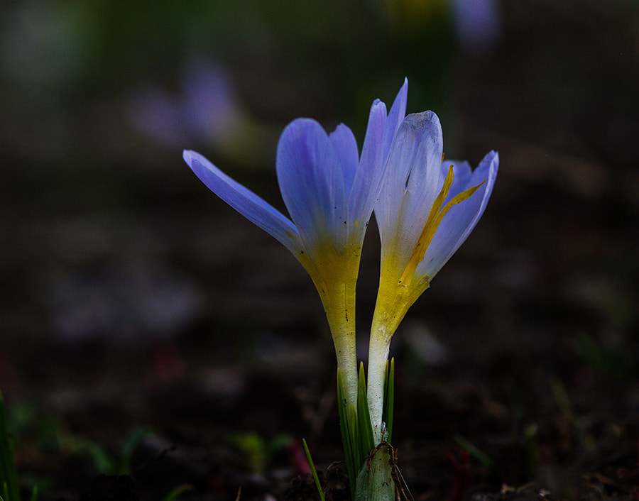 Pentax K20D sample photo. Flowers photography