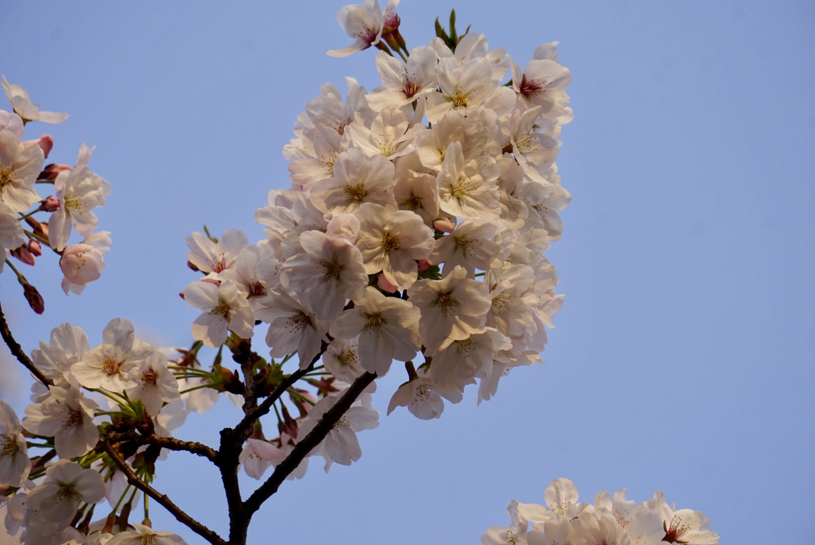 Sony E 55-210mm F4.5-6.3 OSS sample photo