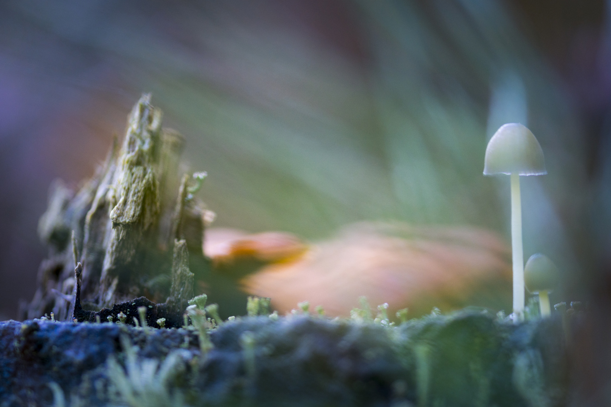 Sony ILCA-77M2 + 105mm F2.8 sample photo. Mushroom photography