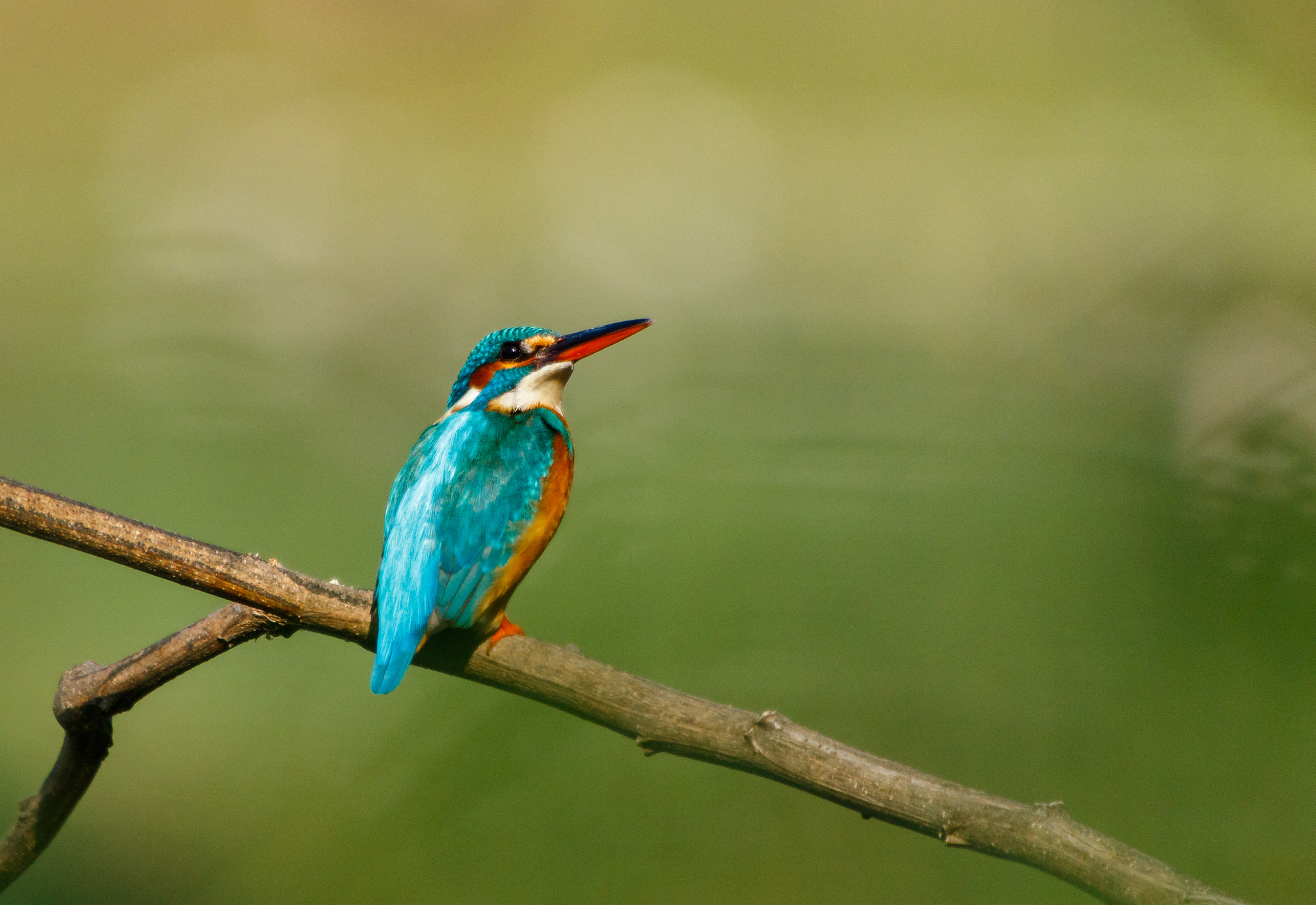 Canon EOS 7D Mark II + Sigma 50-500mm F4.5-6.3 DG OS HSM sample photo. Common kingfisher photography