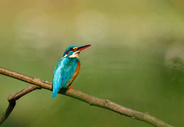 Canon EOS 7D Mark II + Sigma 50-500mm F4.5-6.3 DG OS HSM sample