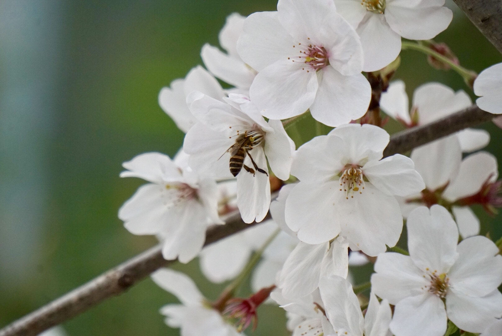 Sony E 55-210mm F4.5-6.3 OSS sample photo