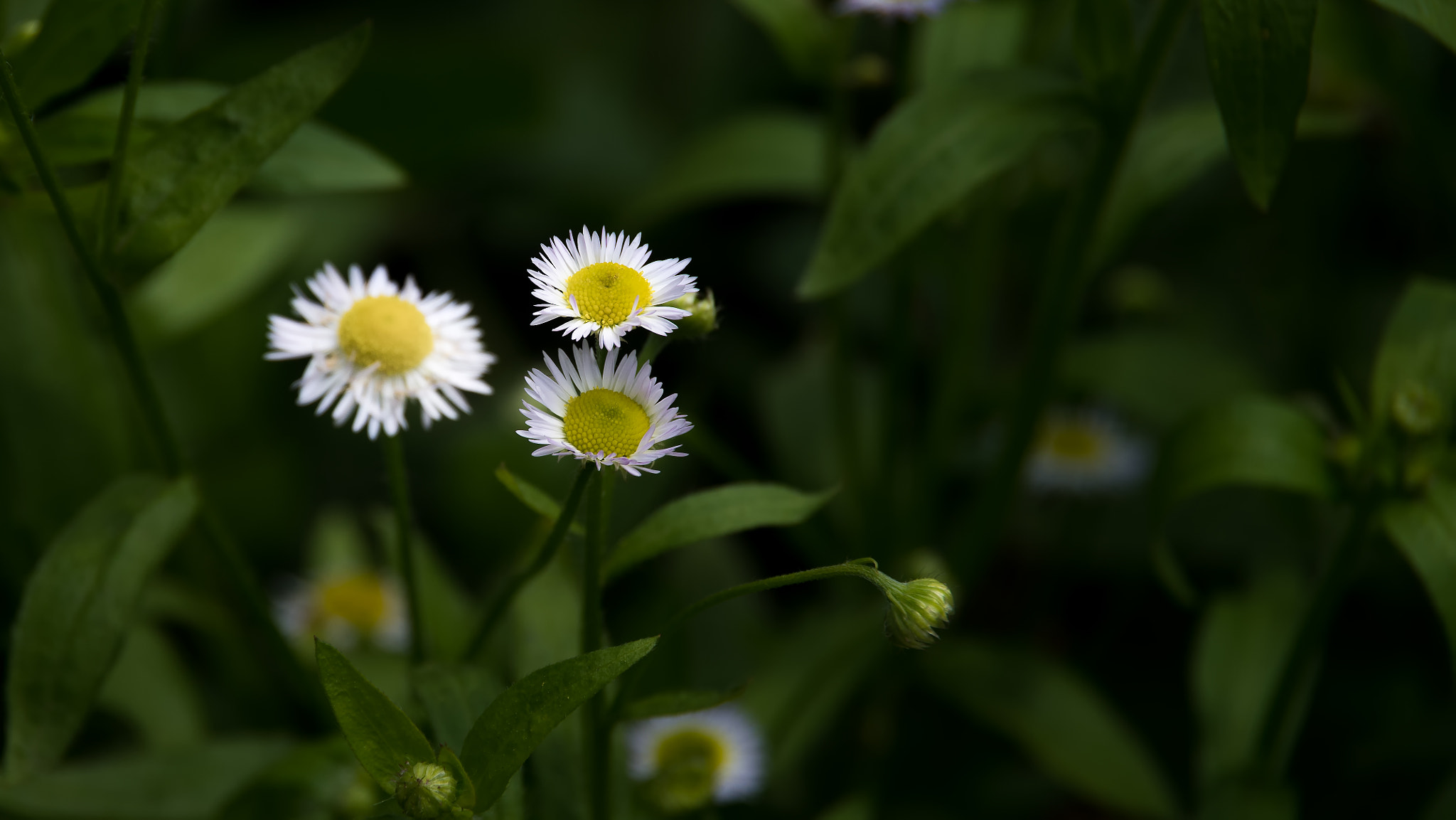 Pentax K-S2 sample photo