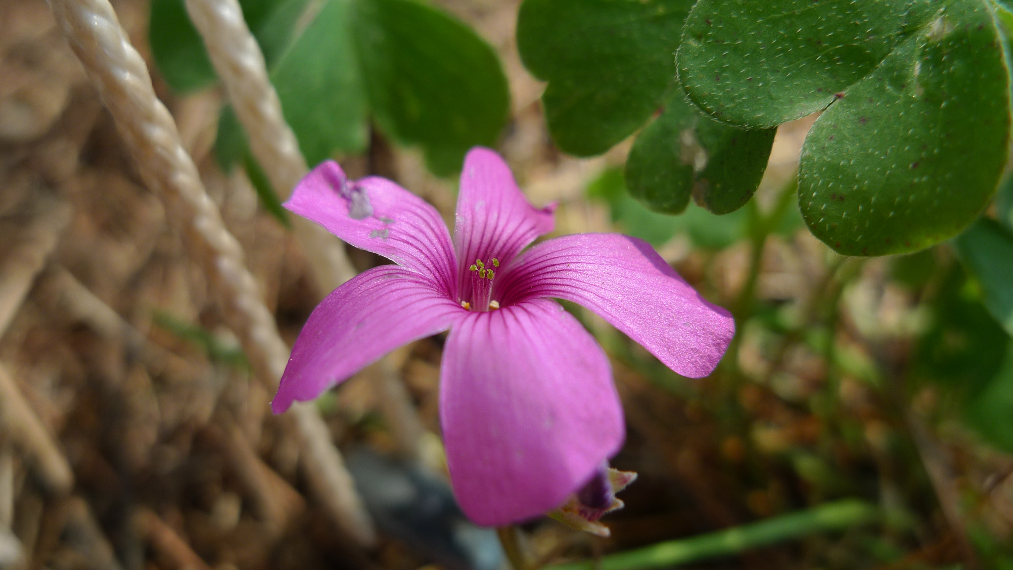Leica D-LUX 4 sample photo. Flower photography