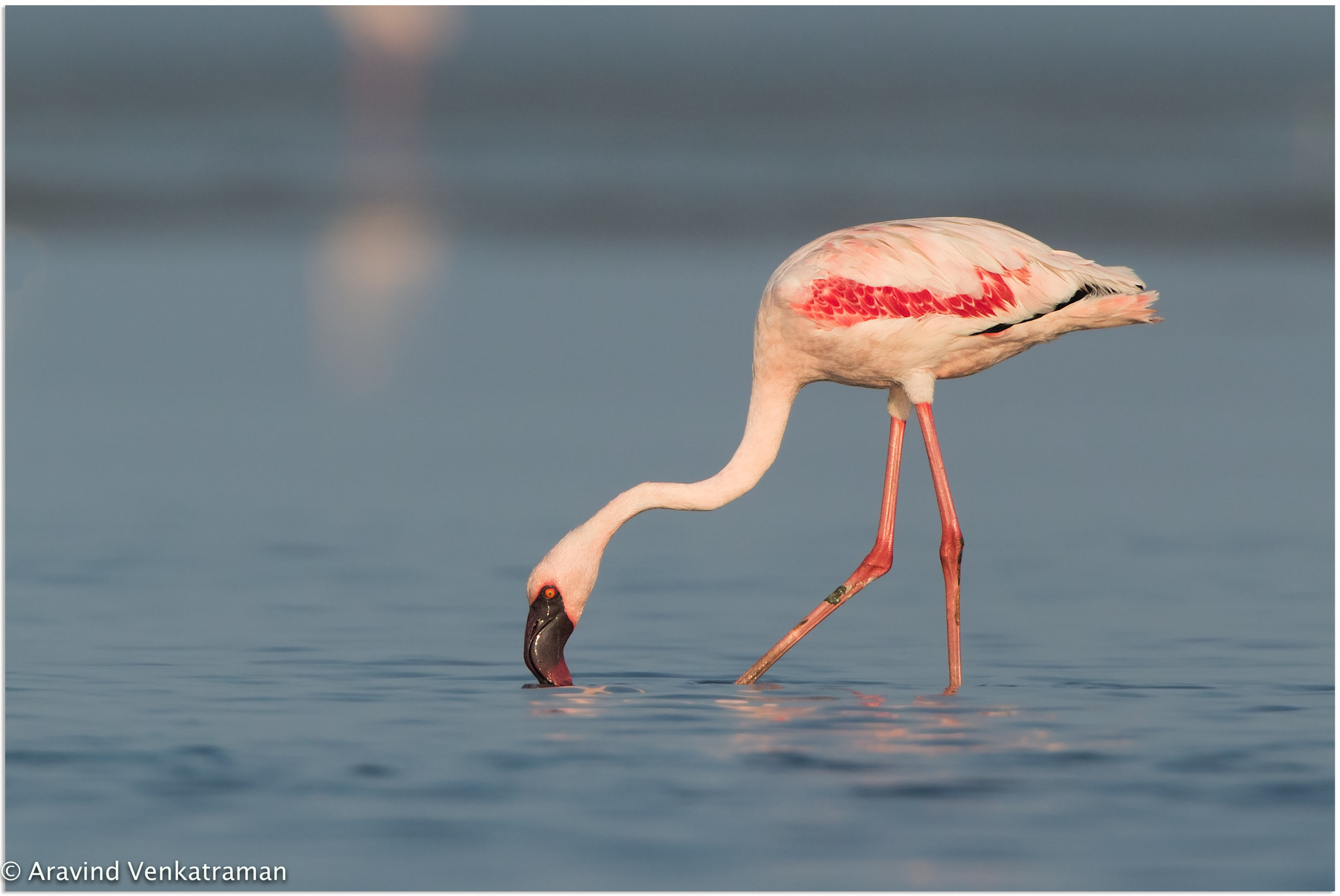 Canon EF 500mm F4L IS USM sample photo. Lesser flamingo photography