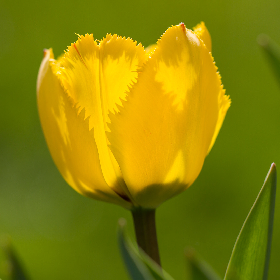 Canon EOS 7D + Canon EF 100mm F2.8L Macro IS USM sample photo. Yellow tulip photography
