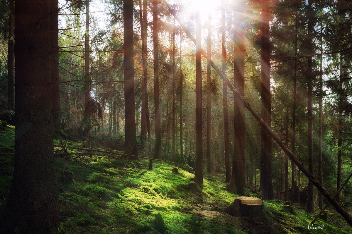 Canon EOS 80D + Canon EF 24-70mm F2.8L USM sample photo. Morning in the forest photography