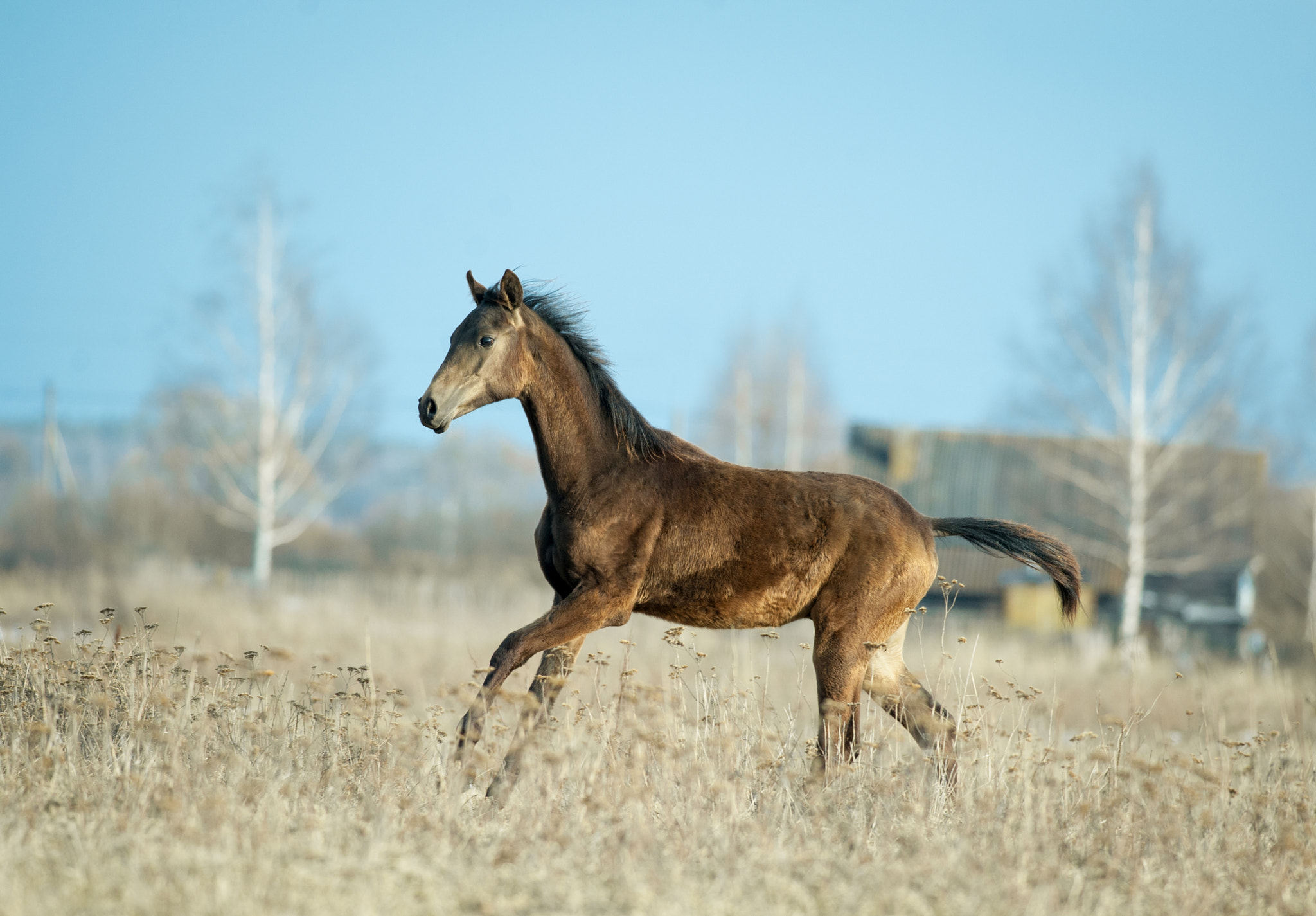 Nikon D700 sample photo. Mangup photography