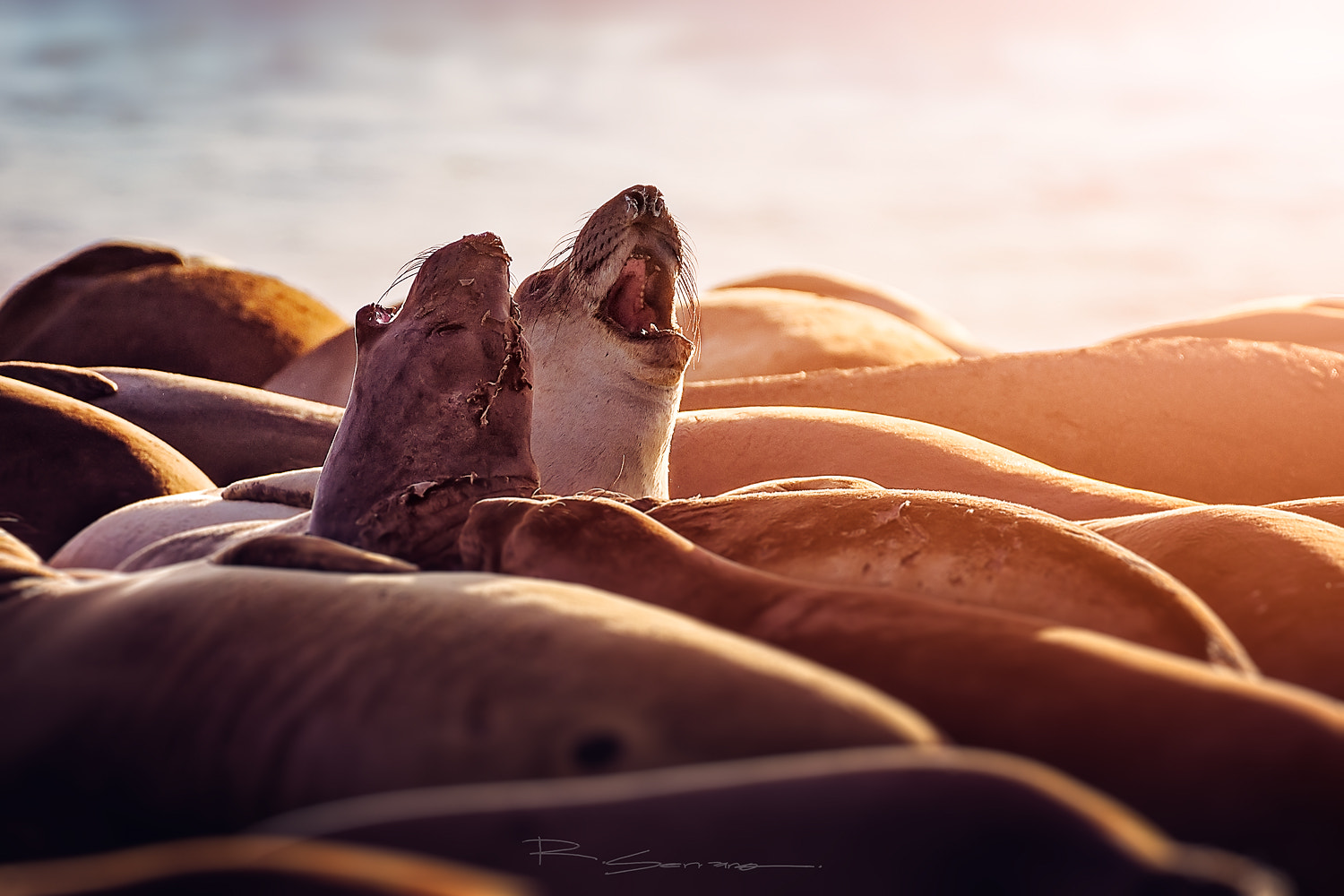 Nikon AF-S Nikkor 200-500mm F5.6E ED VR sample photo. Sea lions photography