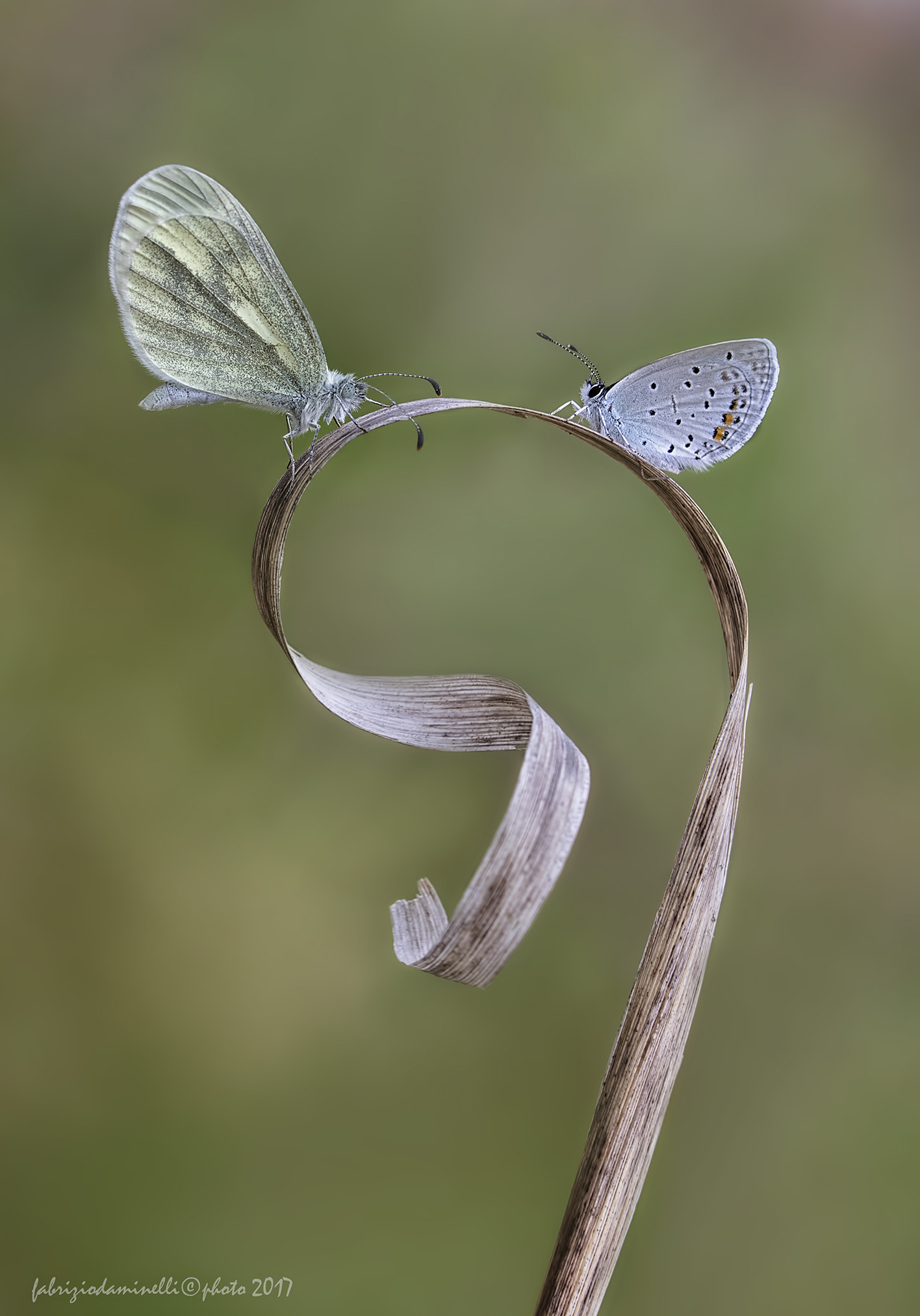 Canon EF 100mm F2.8L Macro IS USM sample photo. Leptidea sinapsis & cupido argiades photography