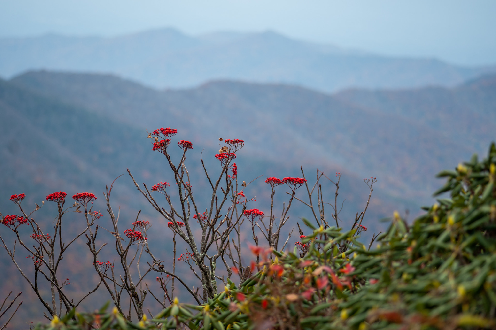 Nikon AF-S Micro-Nikkor 105mm F2.8G IF-ED VR sample photo. Mt mitchell photography
