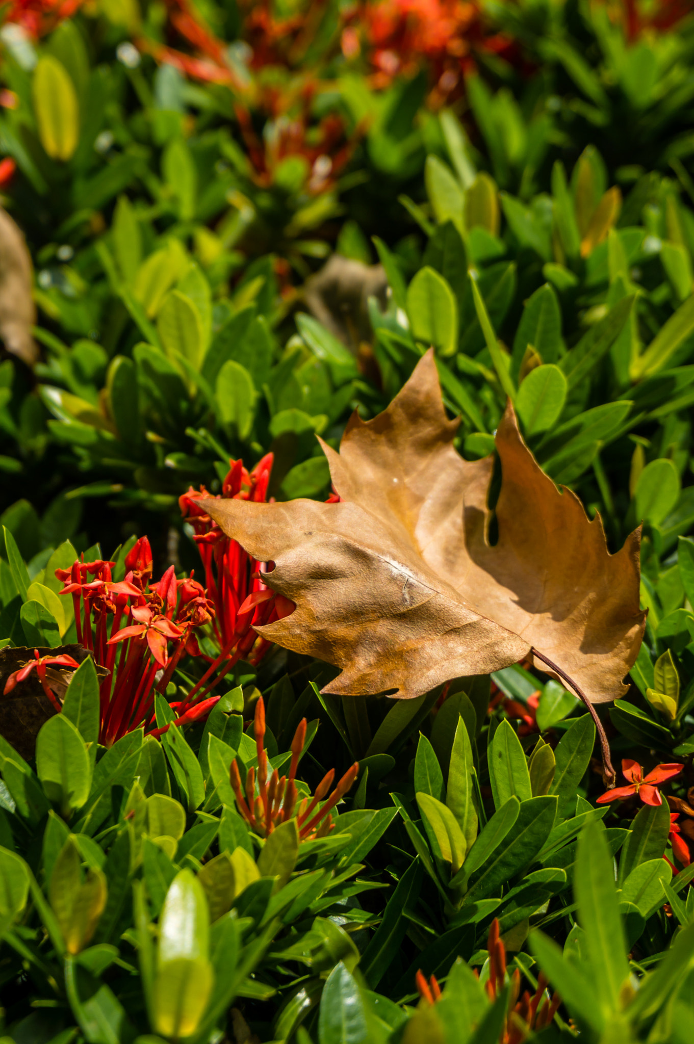 Sony Alpha NEX-5N sample photo. Autumn comming photography