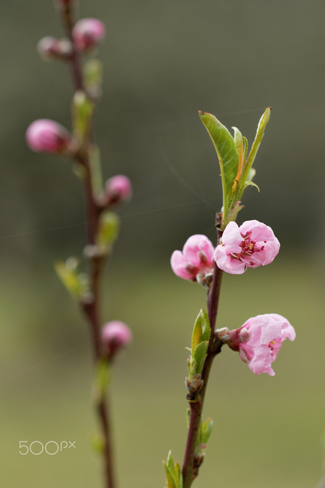Canon EF 100mm F2.8 Macro USM sample photo. Bourgeons photography