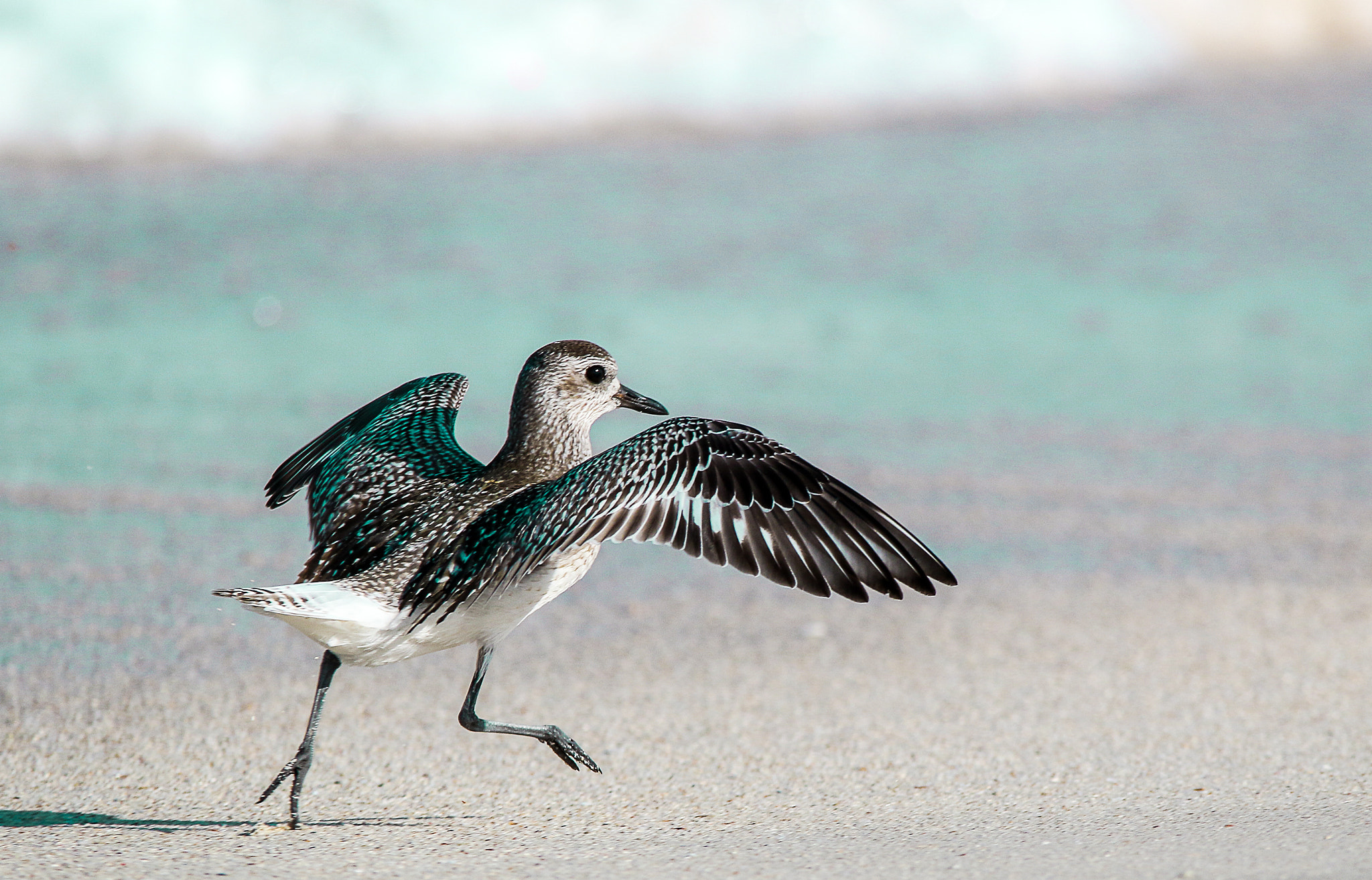 Canon EOS 7D Mark II + Sigma 150-500mm F5-6.3 DG OS HSM sample photo