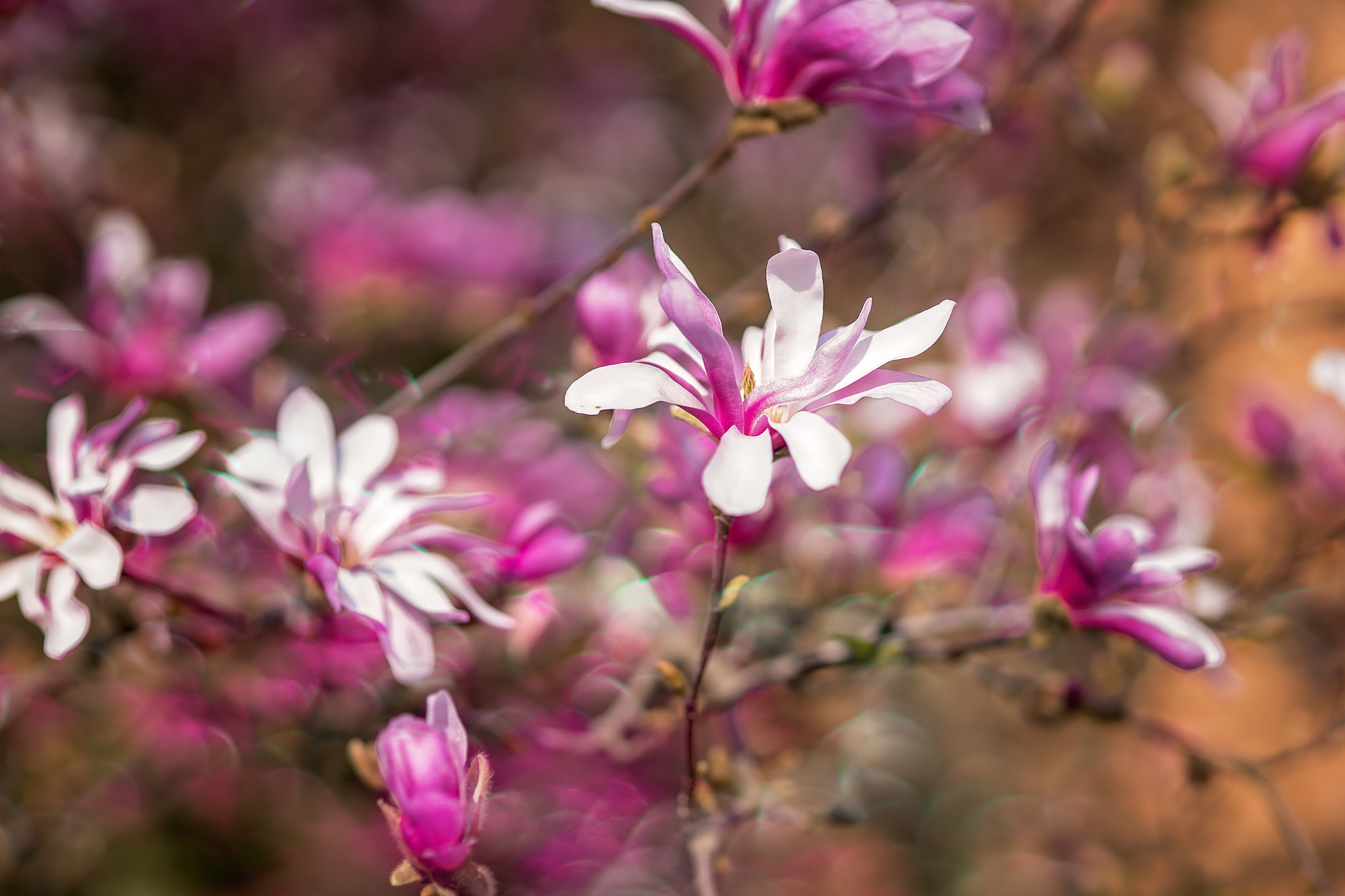 Sony a99 II sample photo. Magnolia photography