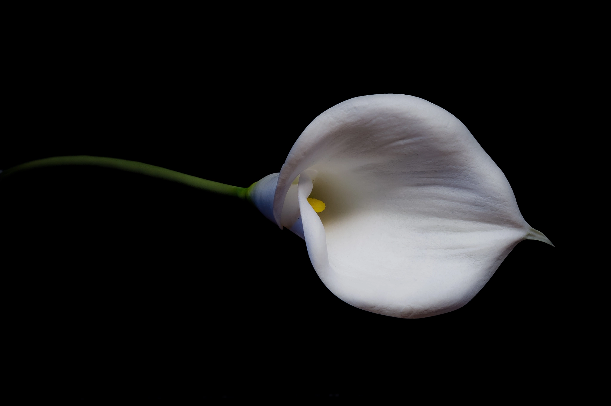 Nikon D5000 sample photo. Perfect lily photography