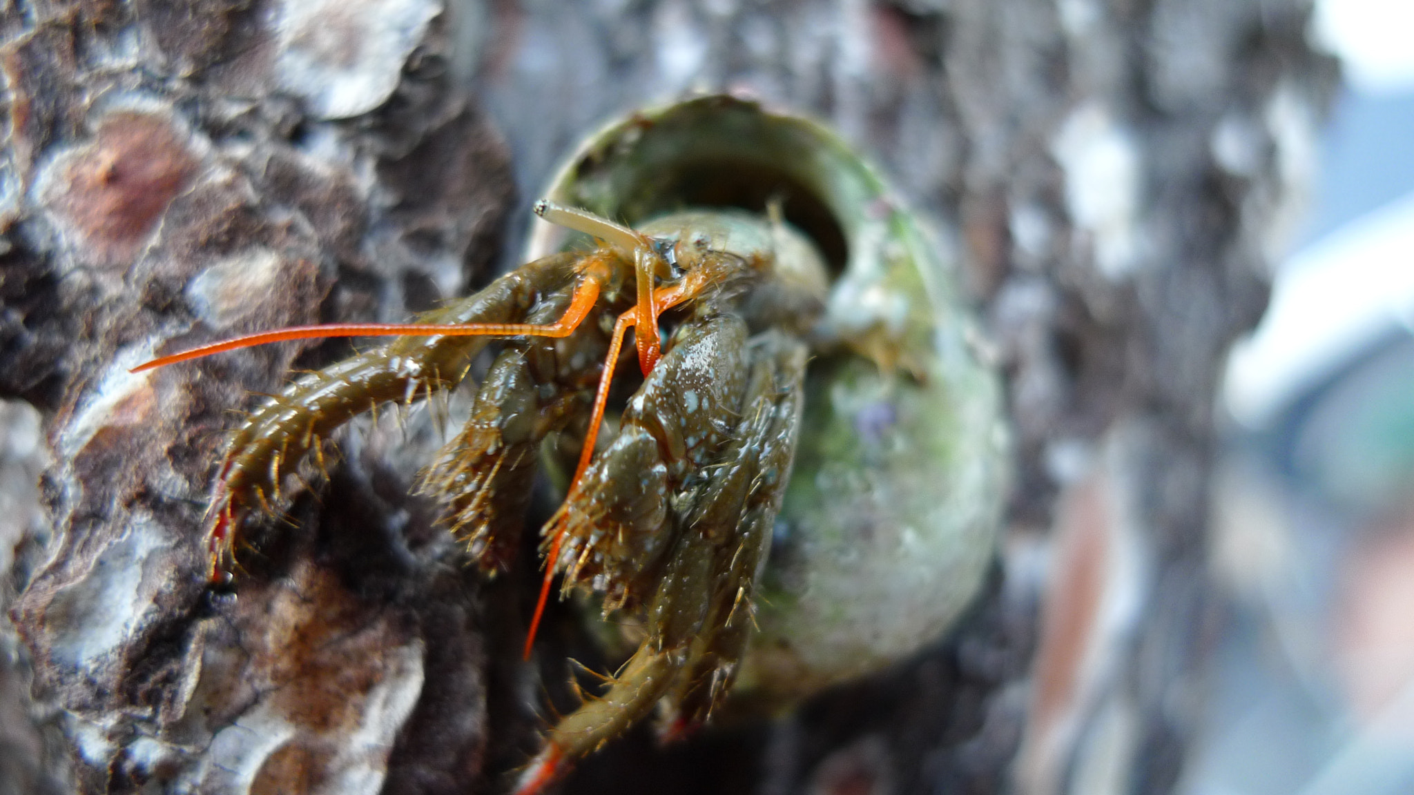 Leica D-LUX 4 sample photo. Little crab inside a shell photography