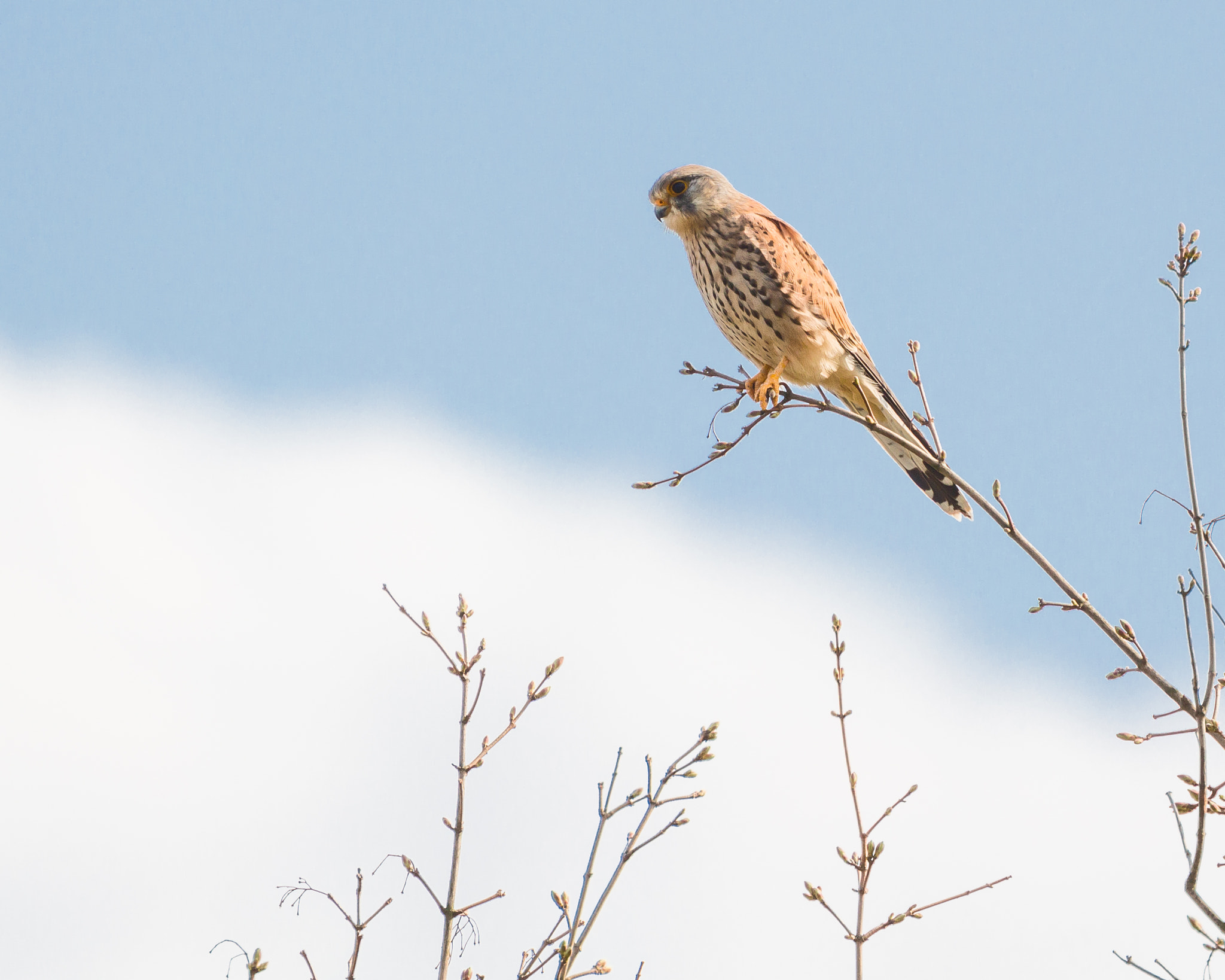 Canon EOS 5DS R sample photo. Common kestrel in spring photography