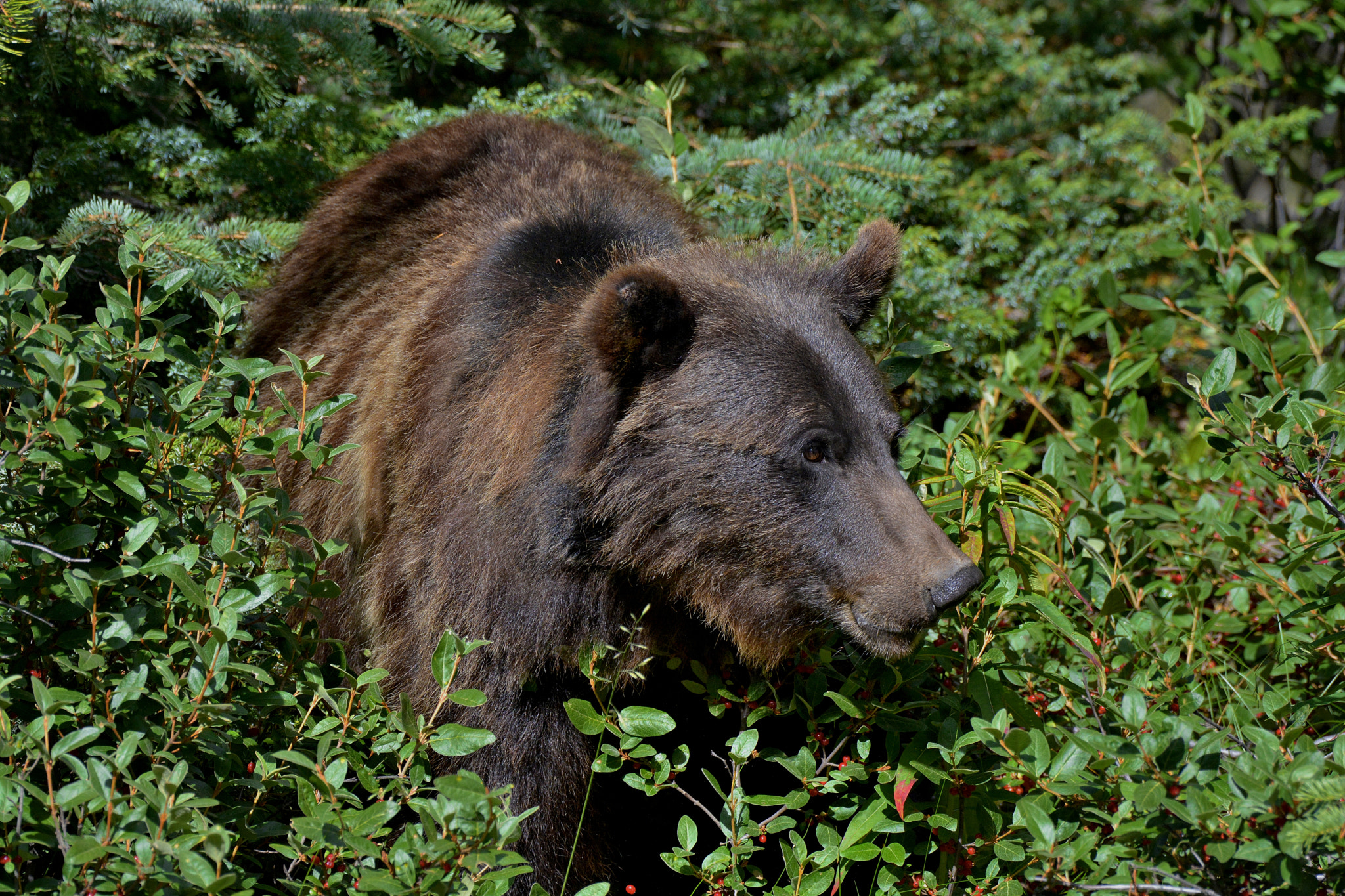 Nikon AF-S Nikkor 200-500mm F5.6E ED VR sample photo. Grizzly bear in jasper np photography