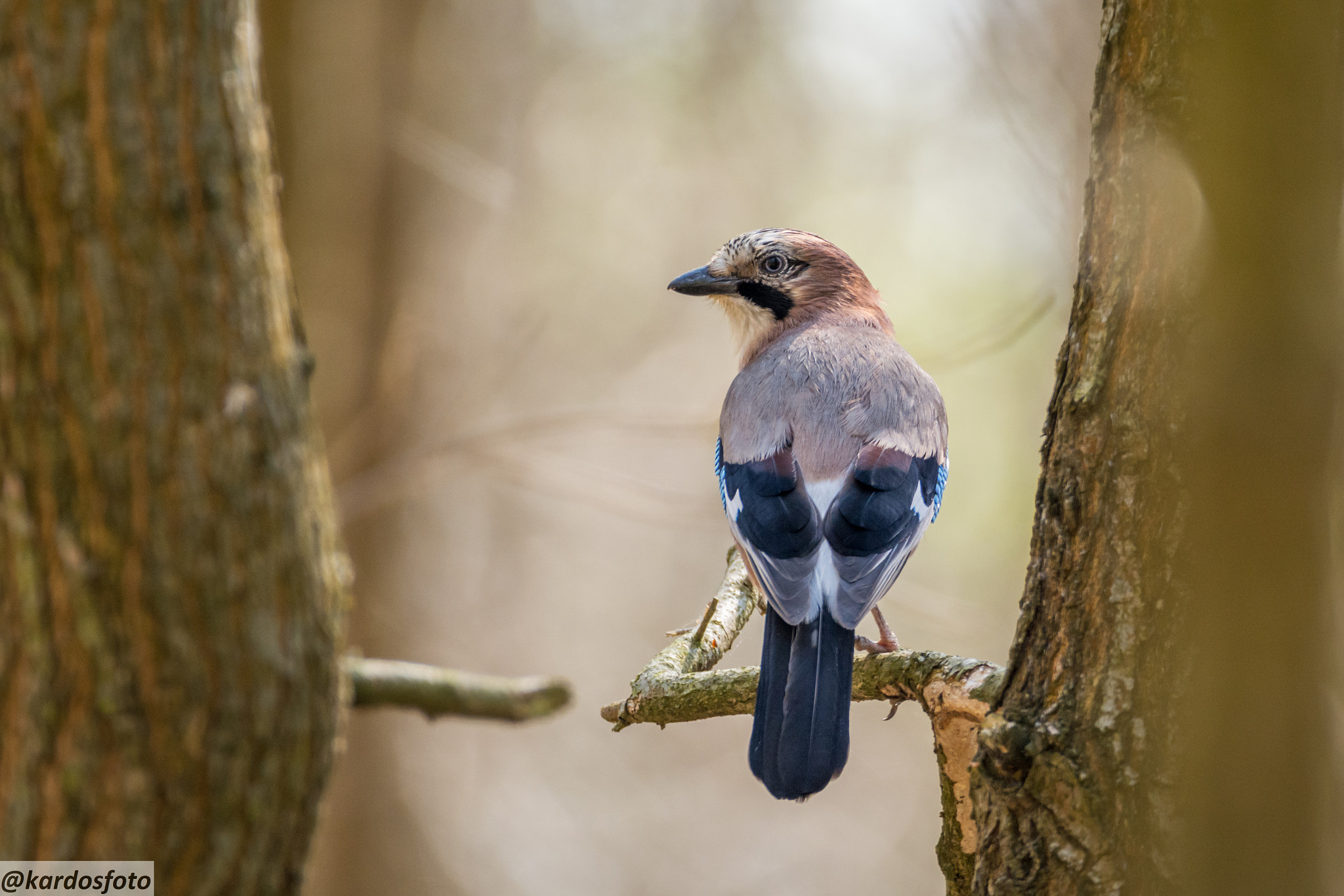 Nikon D5200 + Sigma 150-600mm F5-6.3 DG OS HSM | C sample photo. Garrulus glandarius photography