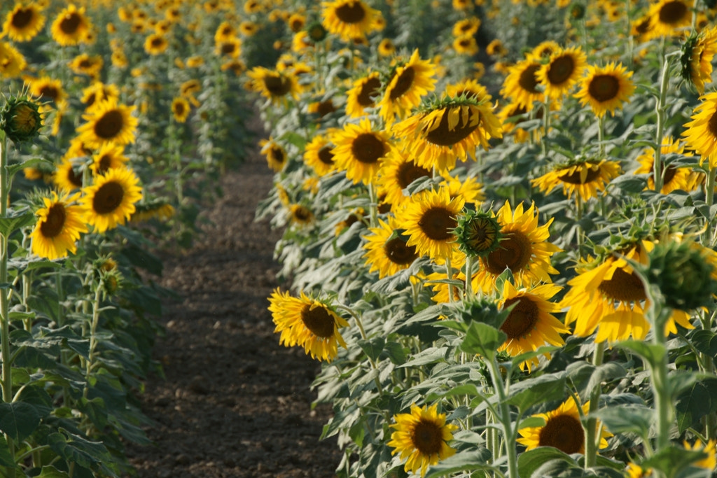 Sony DT 18-250mm F3.5-6.3 sample photo. Siembra de girasoles photography