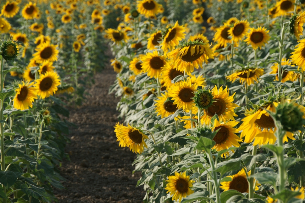 Sony Alpha DSLR-A900 sample photo. Siembra de girasoles photography