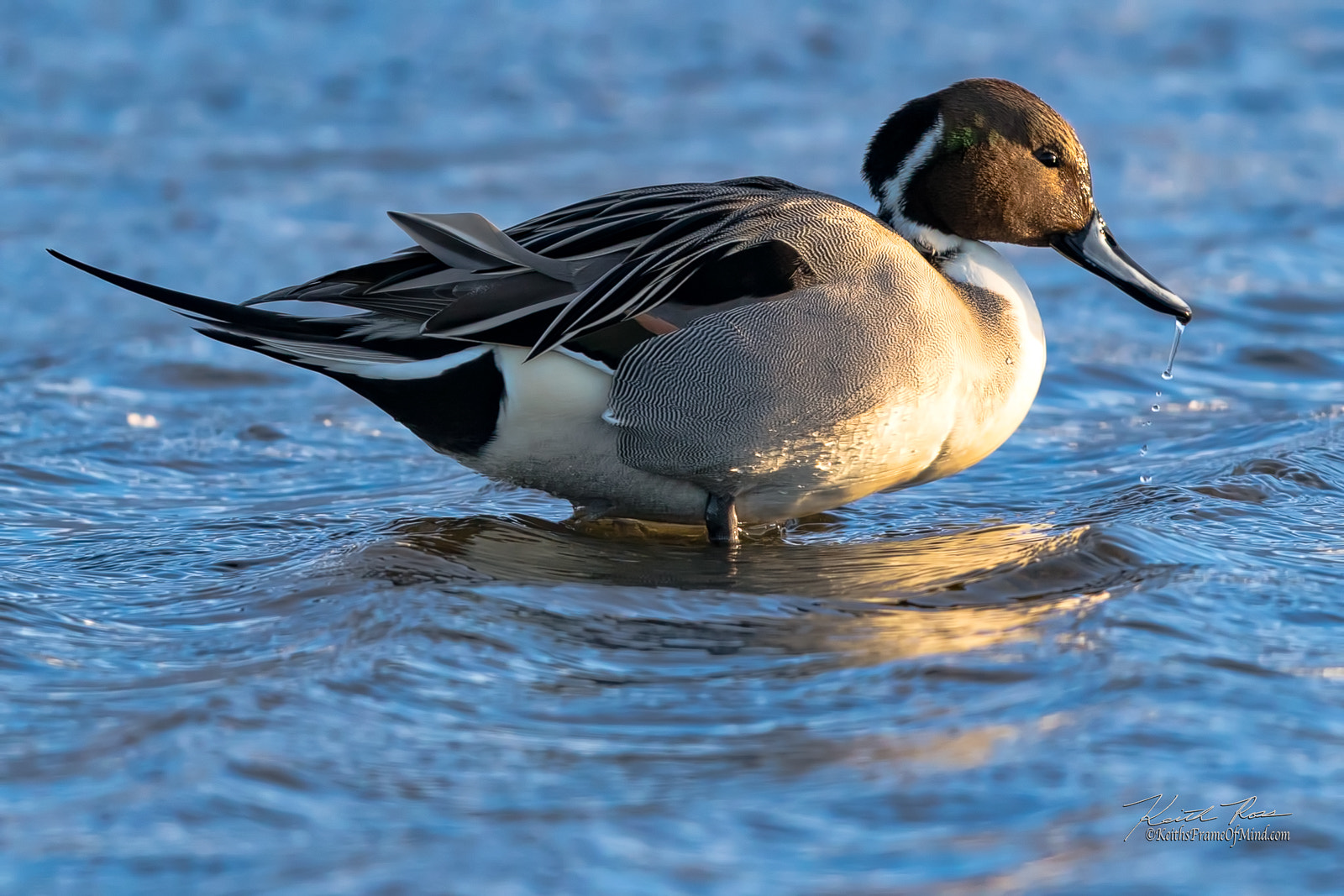 Canon EOS 7D Mark II sample photo. 598. northern pintail duck photography