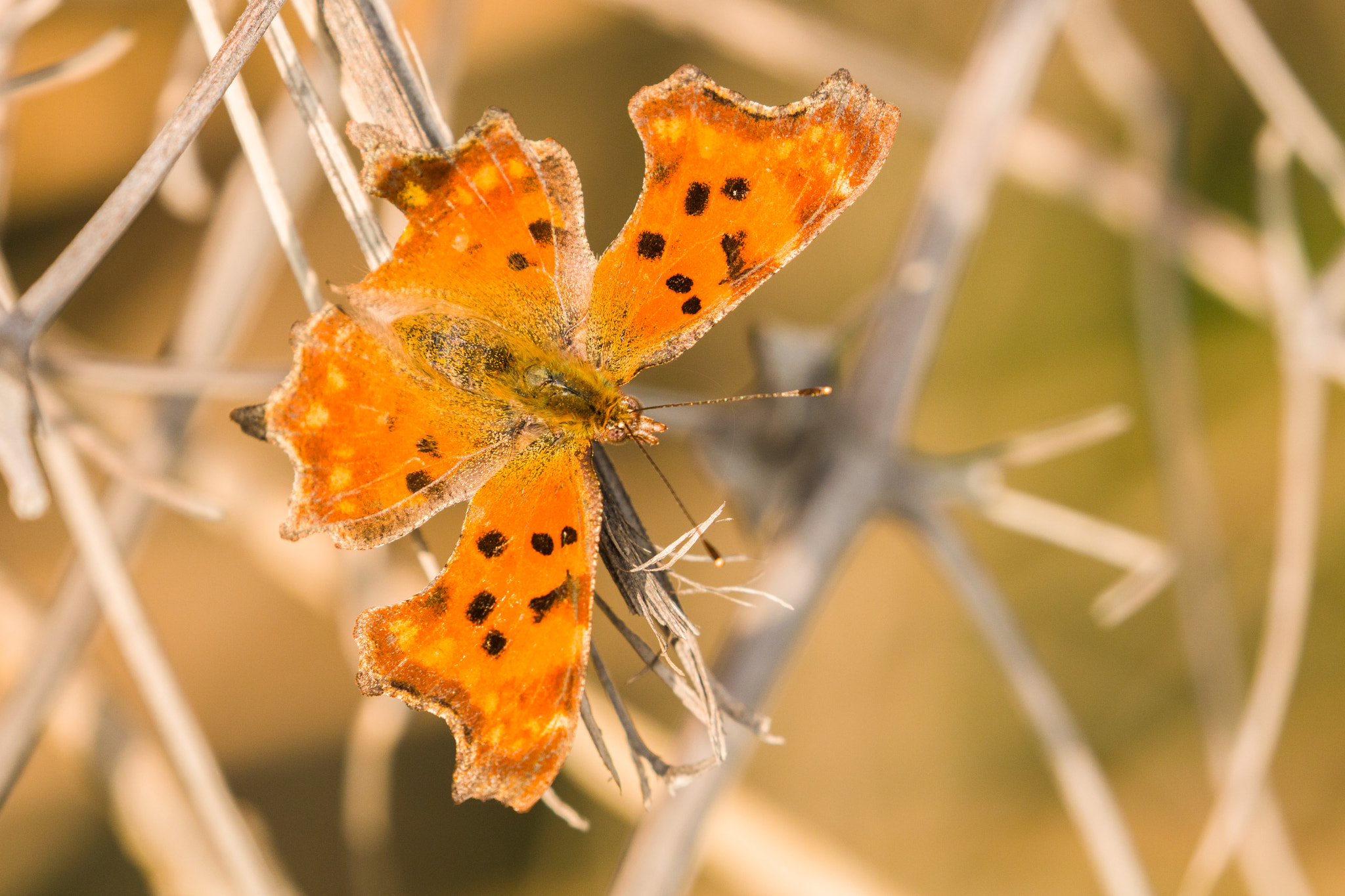 Canon EOS 5DS R sample photo. Comma butterfly enjoying the sun photography