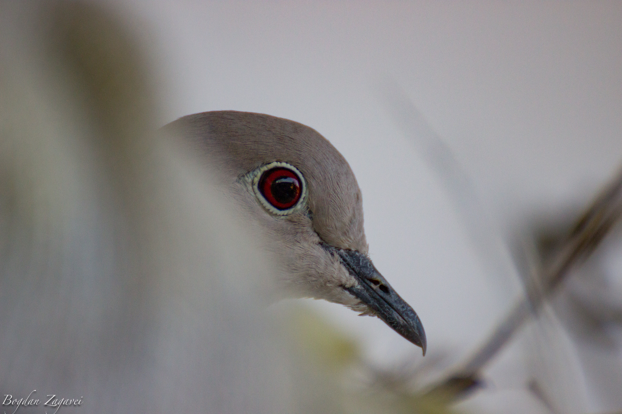 Canon EOS 600D (Rebel EOS T3i / EOS Kiss X5) + Tamron SP 35mm F1.8 Di VC USD sample photo. Making friends (streptopelia decaocto) photography