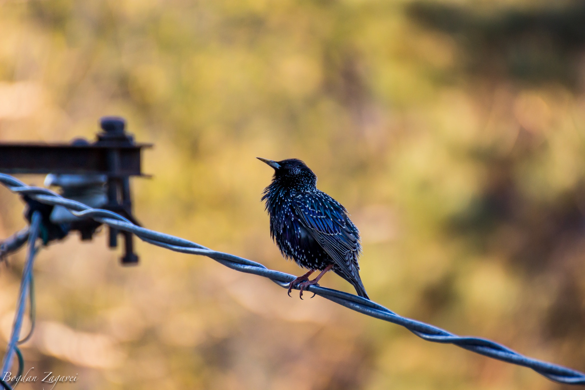 Canon EOS 600D (Rebel EOS T3i / EOS Kiss X5) + Tamron SP 35mm F1.8 Di VC USD sample photo. Common starling (sturnus vulgaris) photography