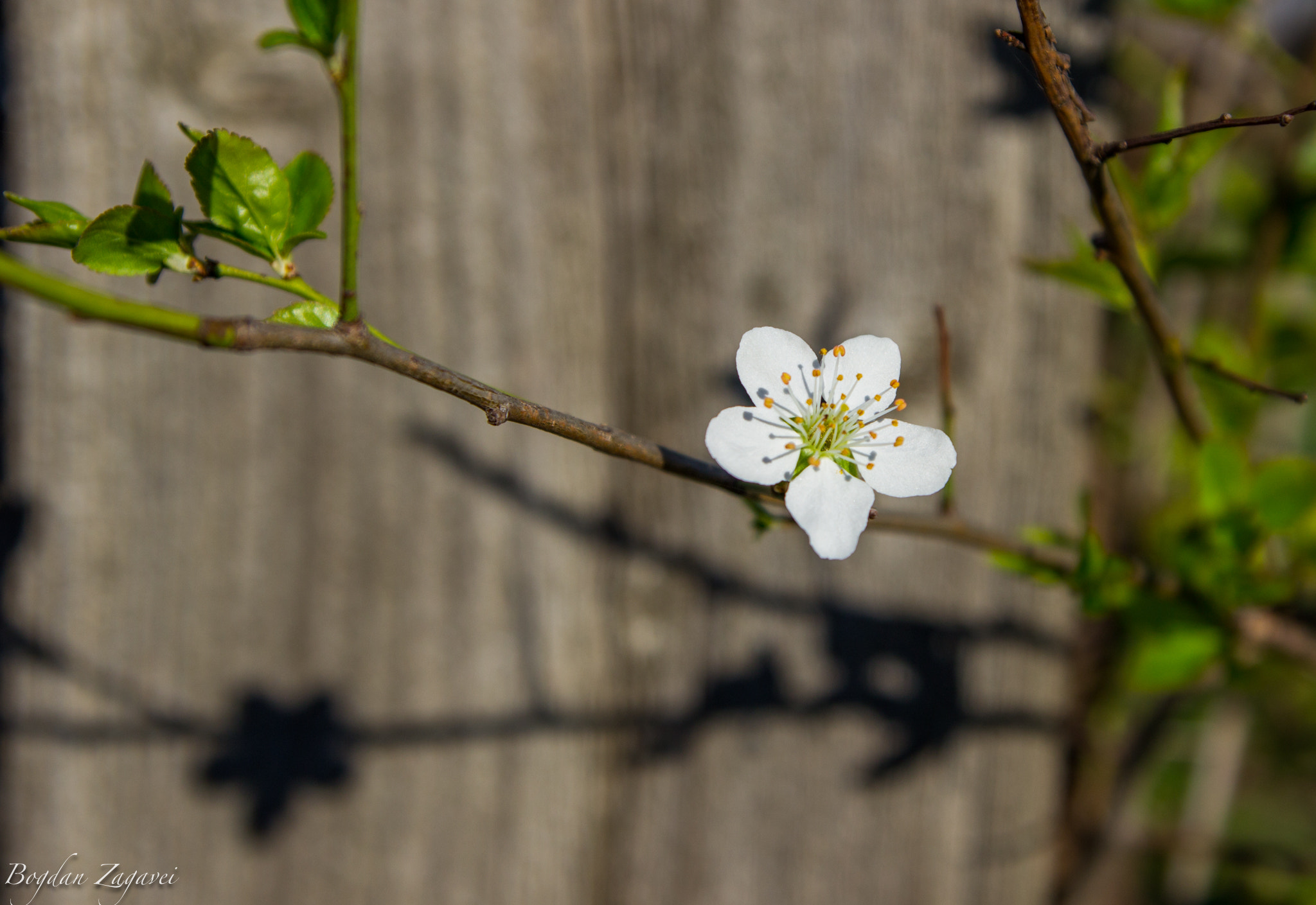 Tamron SP AF 17-50mm F2.8 XR Di II LD Aspherical (IF) sample photo. Flowertree photography