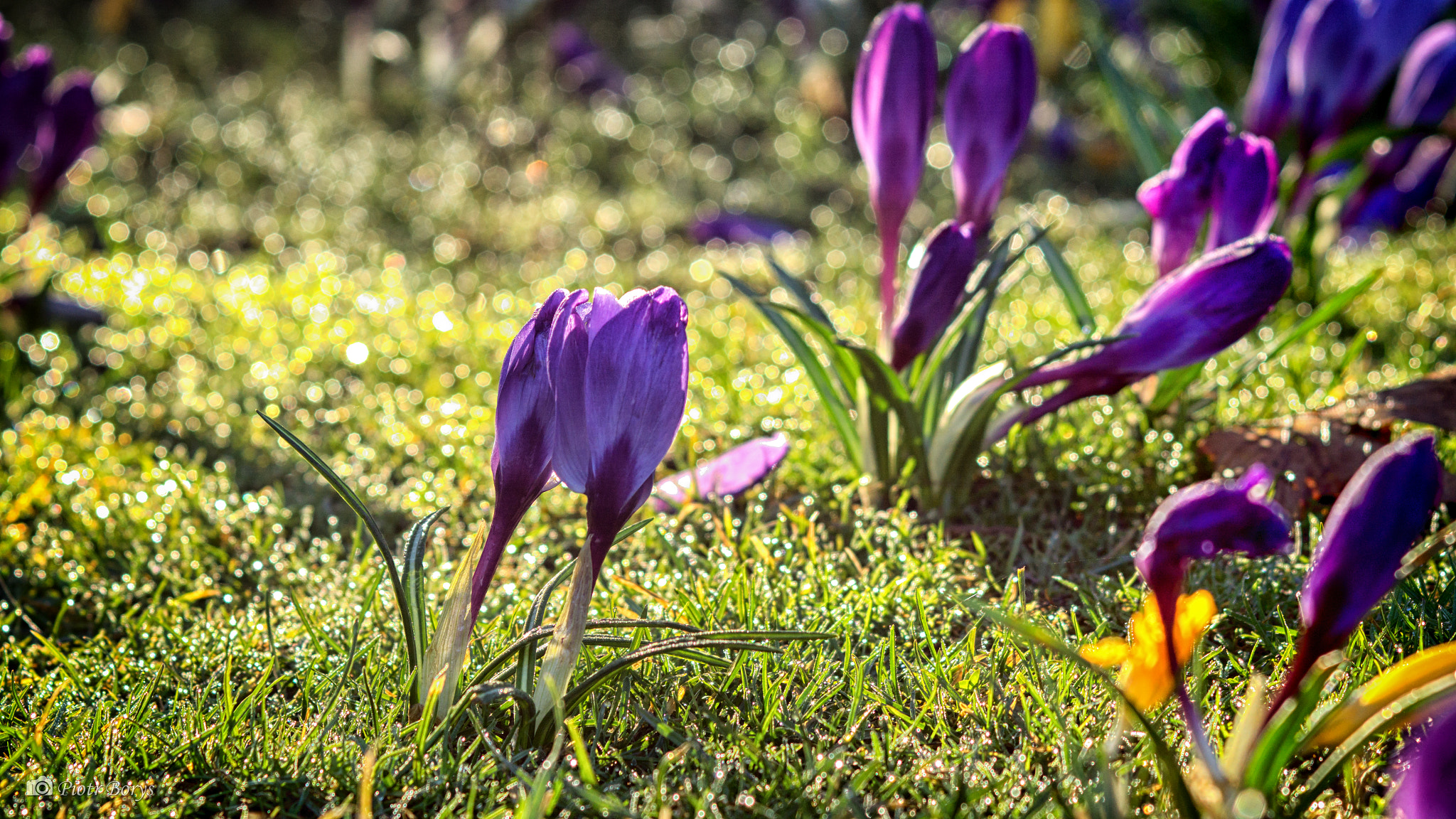 Sony a6000 sample photo. Crocuses photography