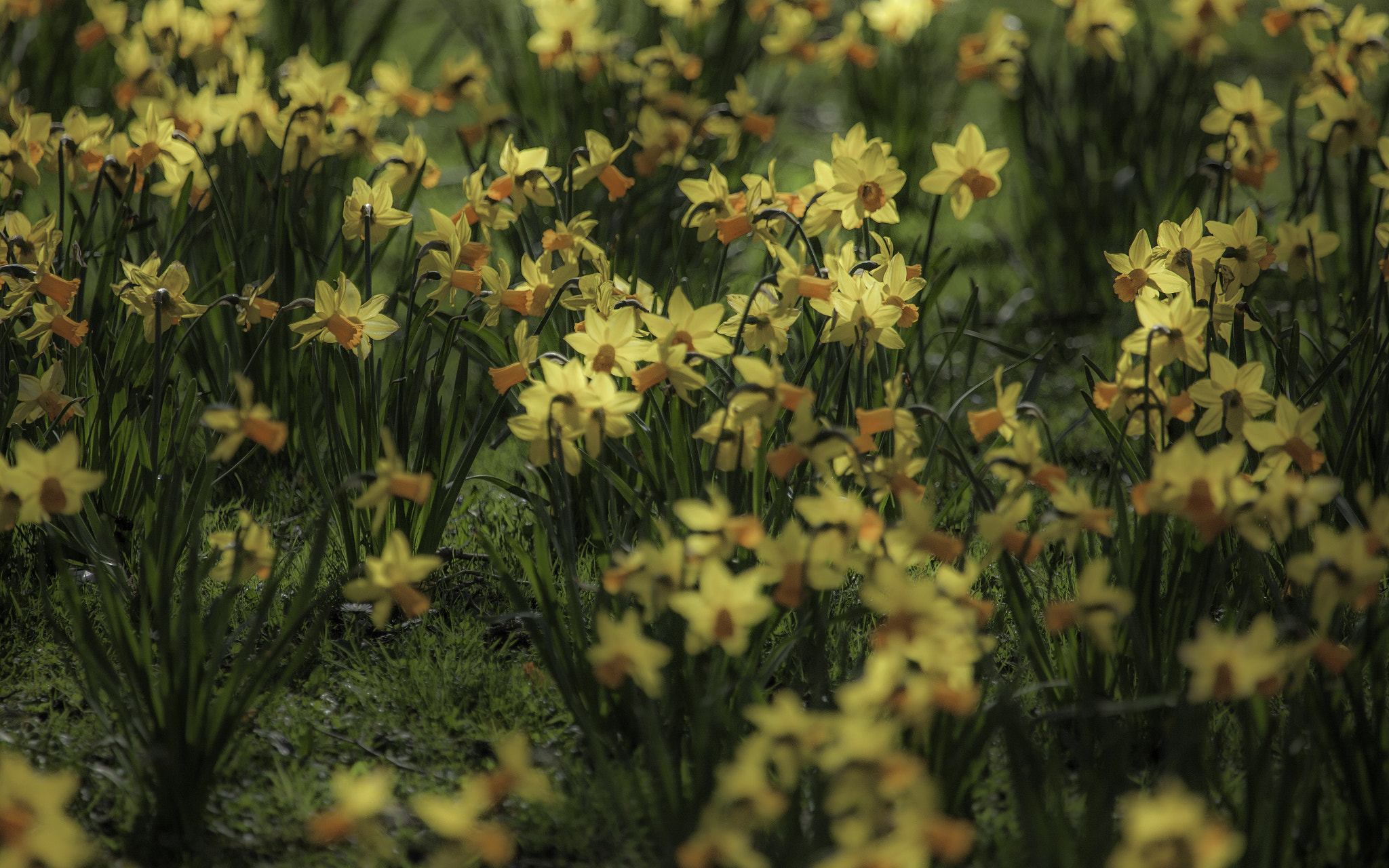 Canon EOS 5D Mark II + Canon EF 100-400mm F4.5-5.6L IS USM sample photo. Daffodils photography