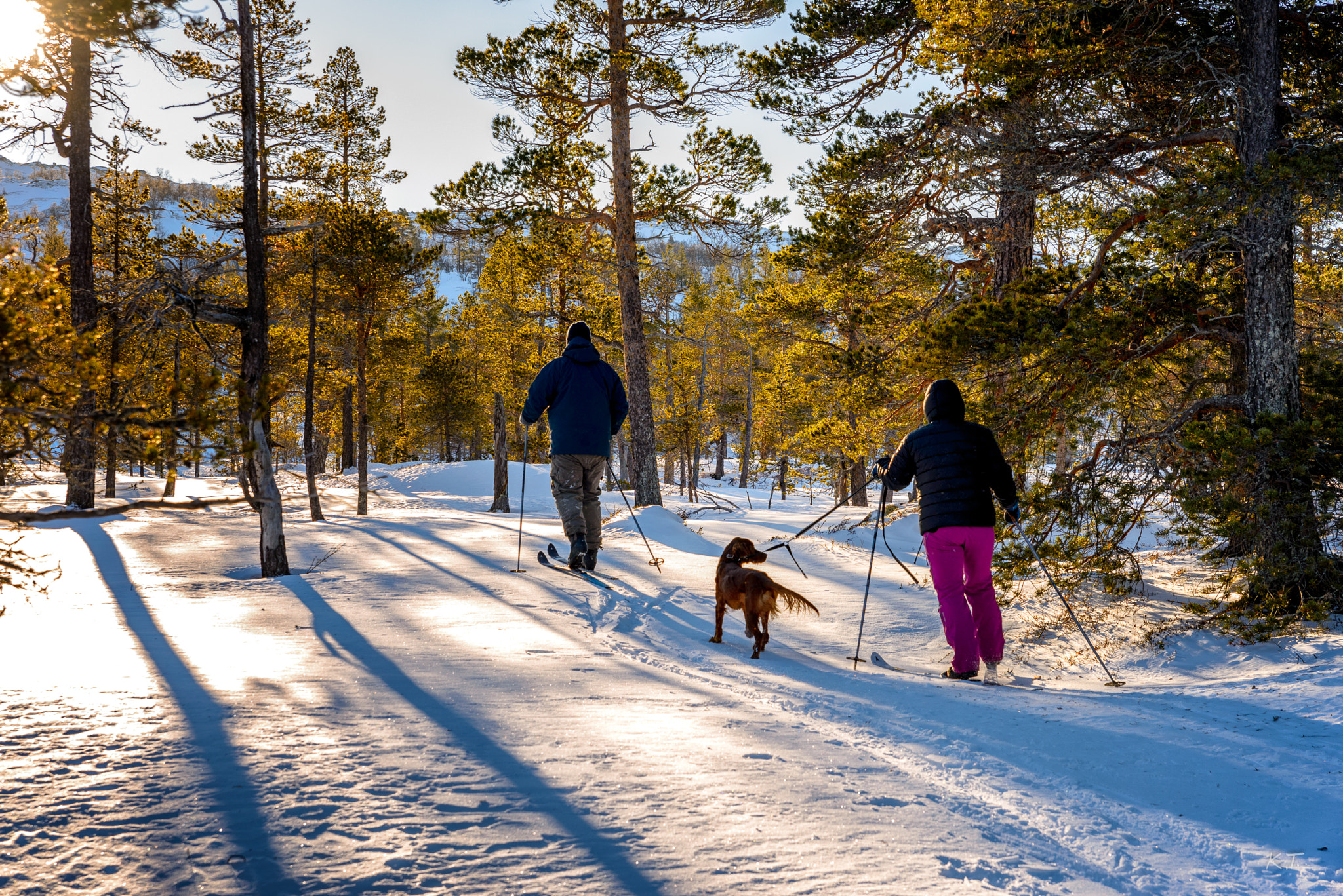 Nikon D610 + Sigma 24-70mm F2.8 EX DG HSM sample photo. Towards the woods photography