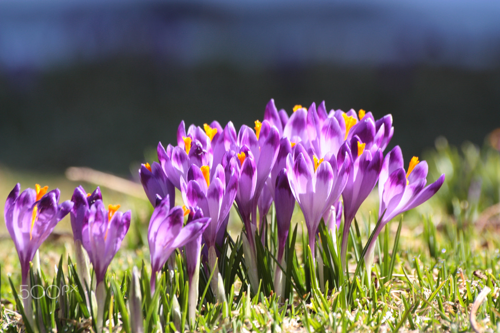 Sigma 70-300mm F4-5.6 APO DG Macro sample photo. Crocus photography