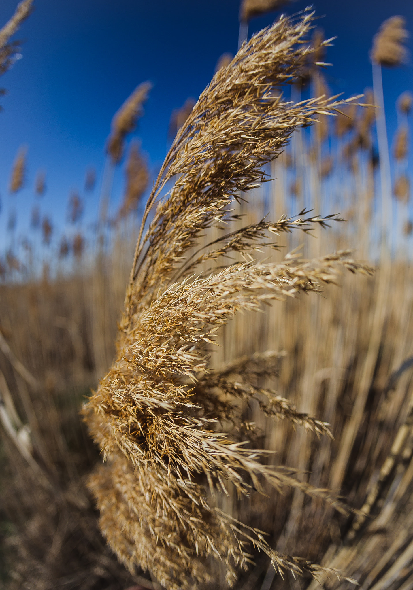 Canon EOS 5D Mark II + Canon EF 15mm F2.8 Fisheye sample photo. Img.jpg photography