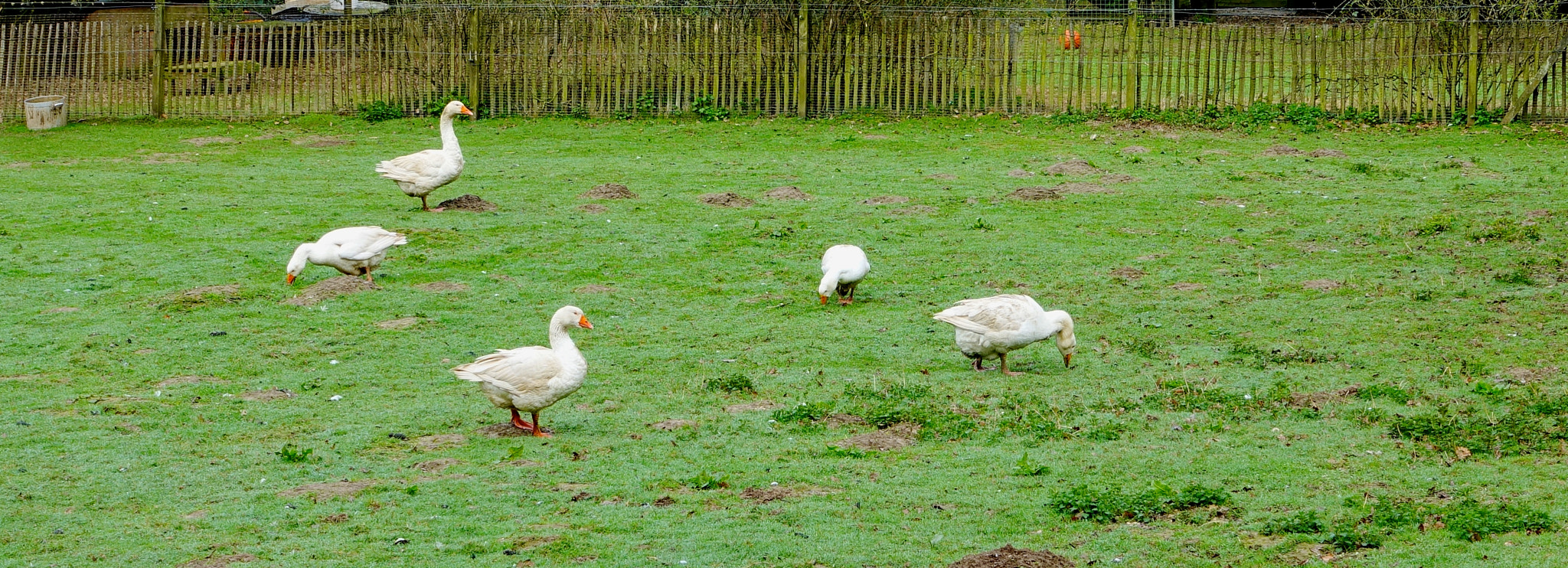 Sony Cyber-shot DSC-RX100 IV sample photo. Heile welt mit gänsen photography