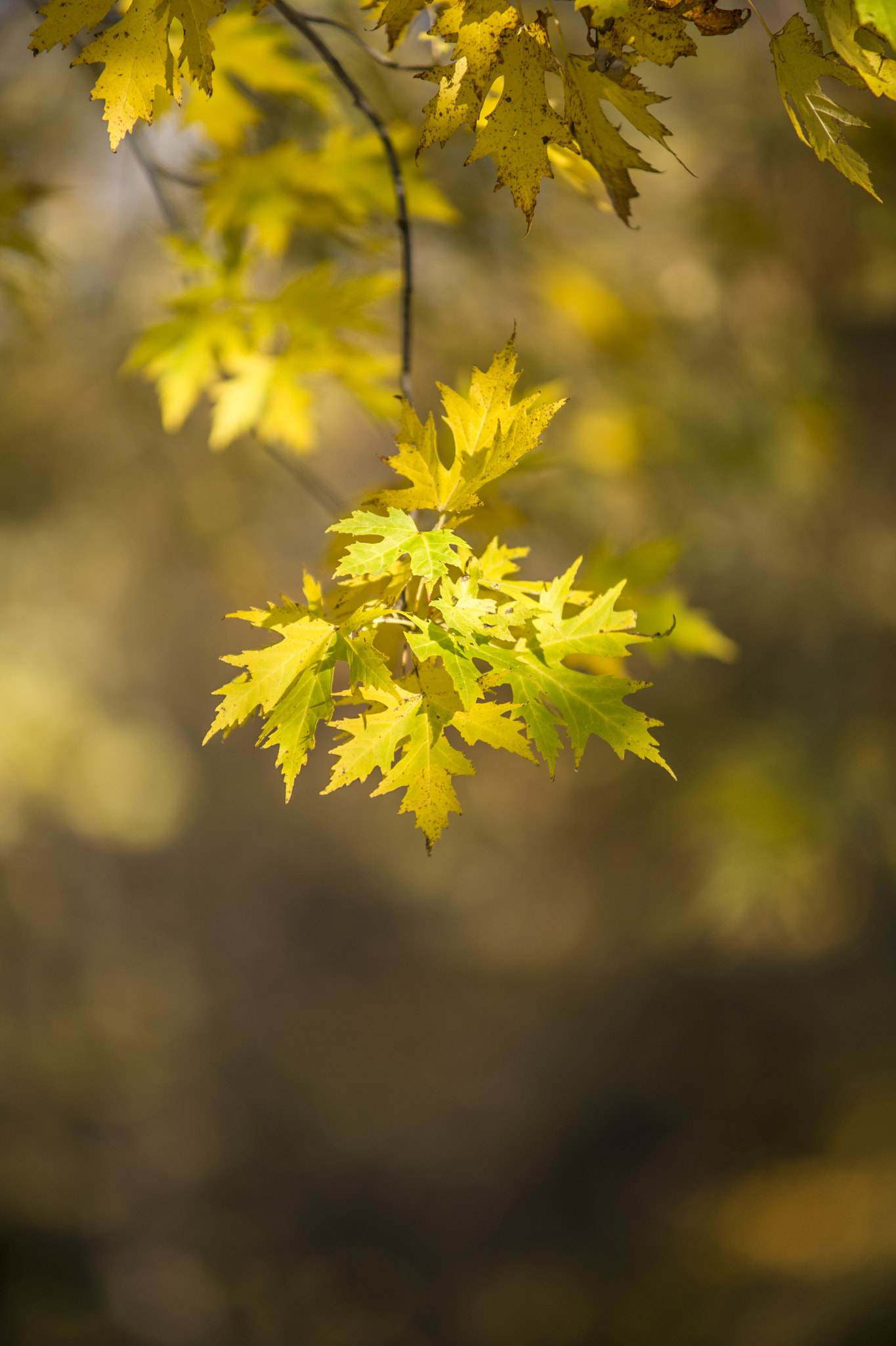 Sony Alpha DSLR-A850 + Minolta/Sony AF 70-200mm F2.8 G sample photo. Autumn leaf photography