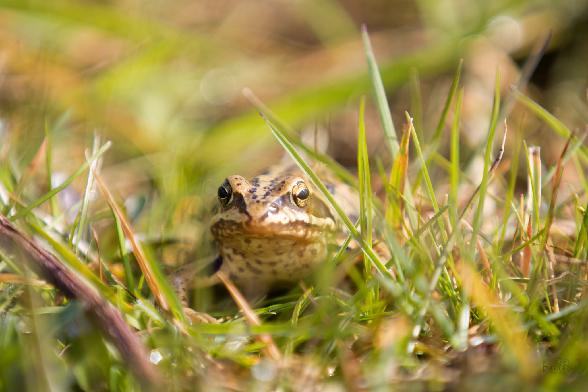 Canon EF 70-200mm F2.8L IS II USM sample photo. Frosch photography