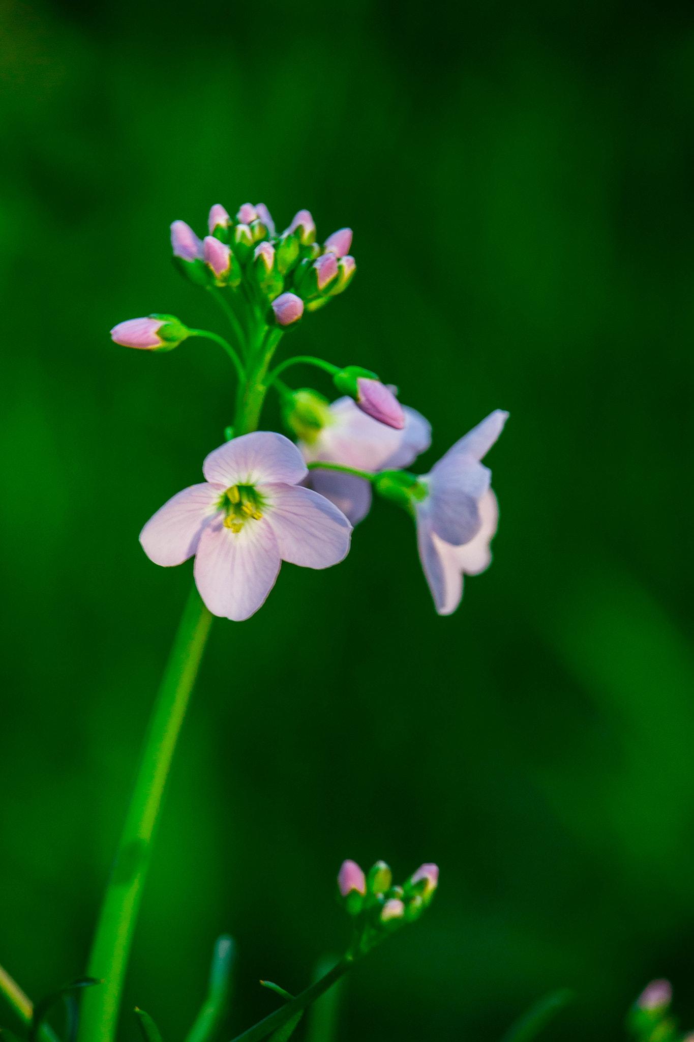 Canon EOS 70D + Canon EF-S 55-250mm F4-5.6 IS STM sample photo. Myosotis scorpioides ii photography