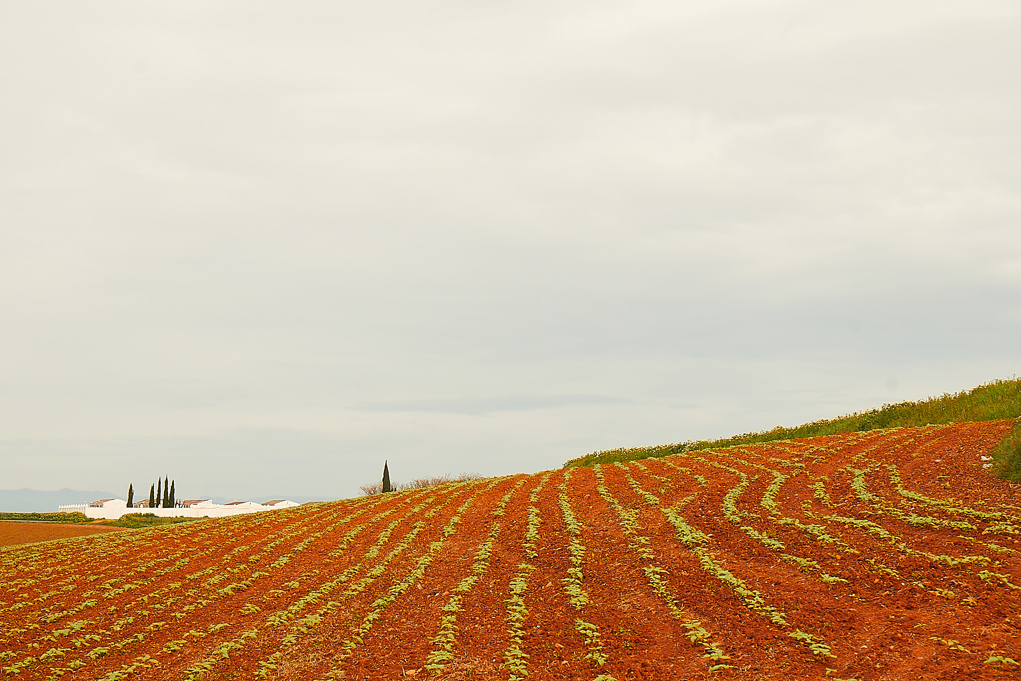 Sony DT 16-105mm F3.5-5.6 sample photo. Spring sowing photography